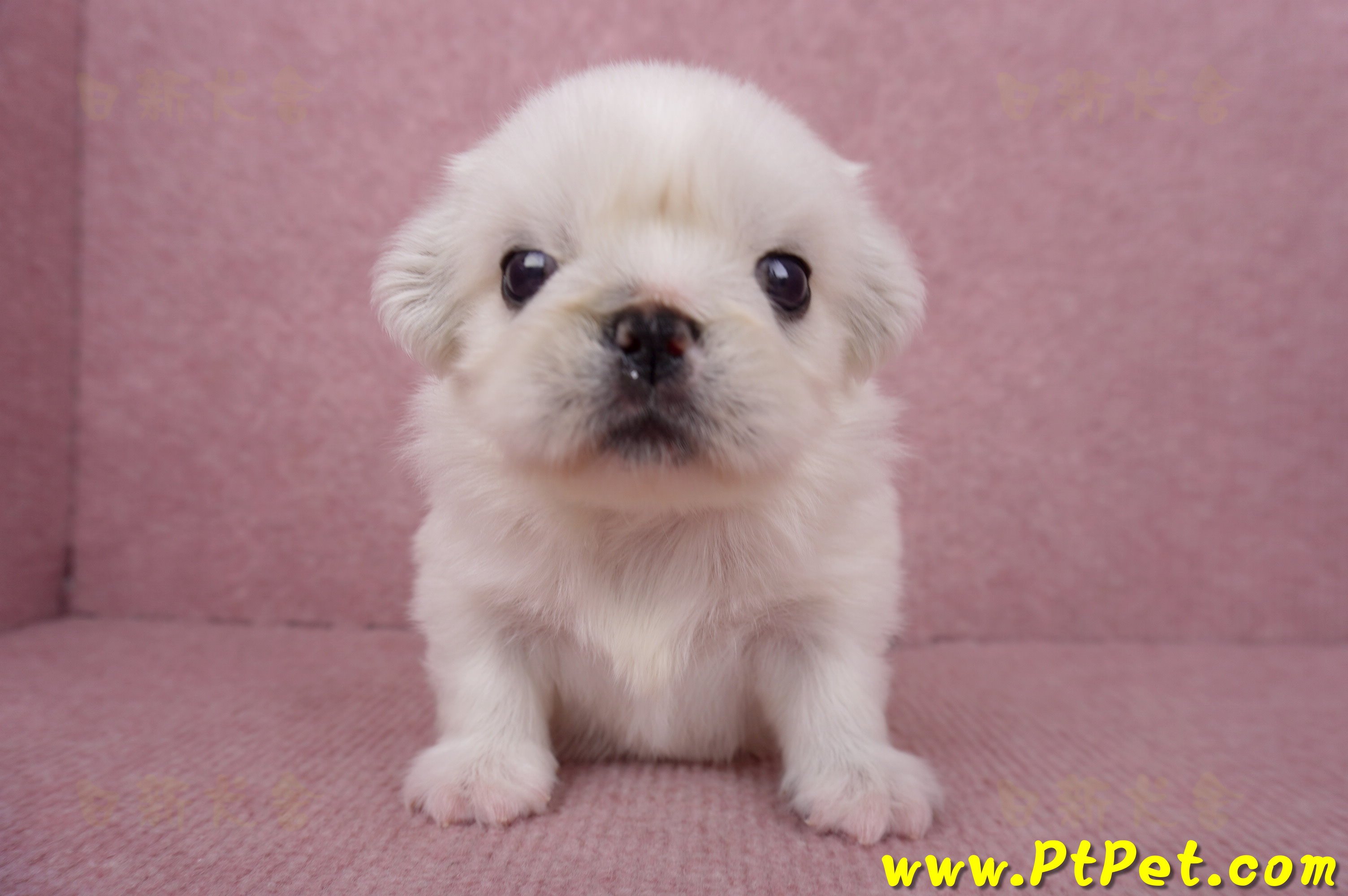 06/19北京狗母幼犬(高雄左營)