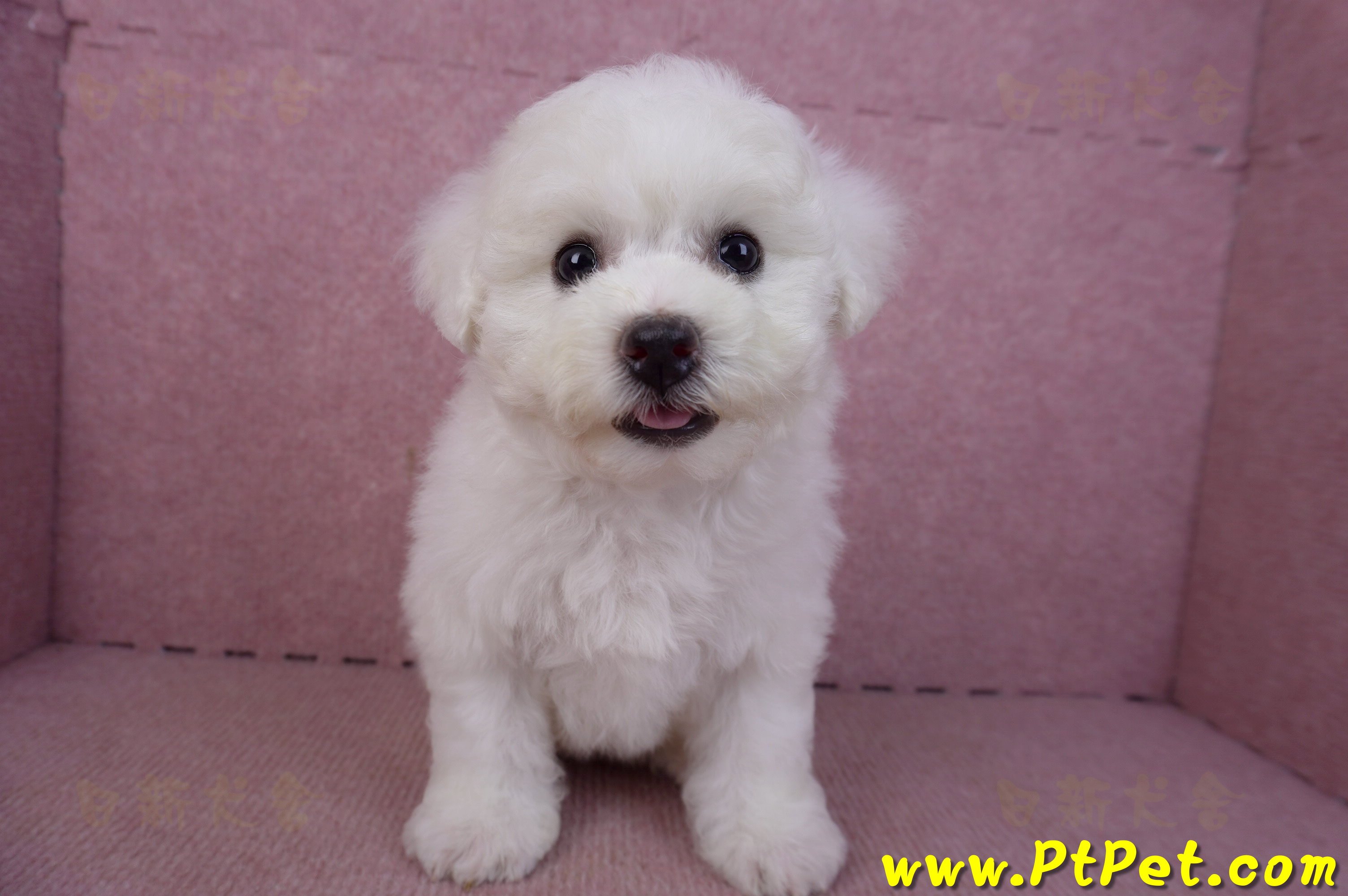 02/14比熊犬母幼犬