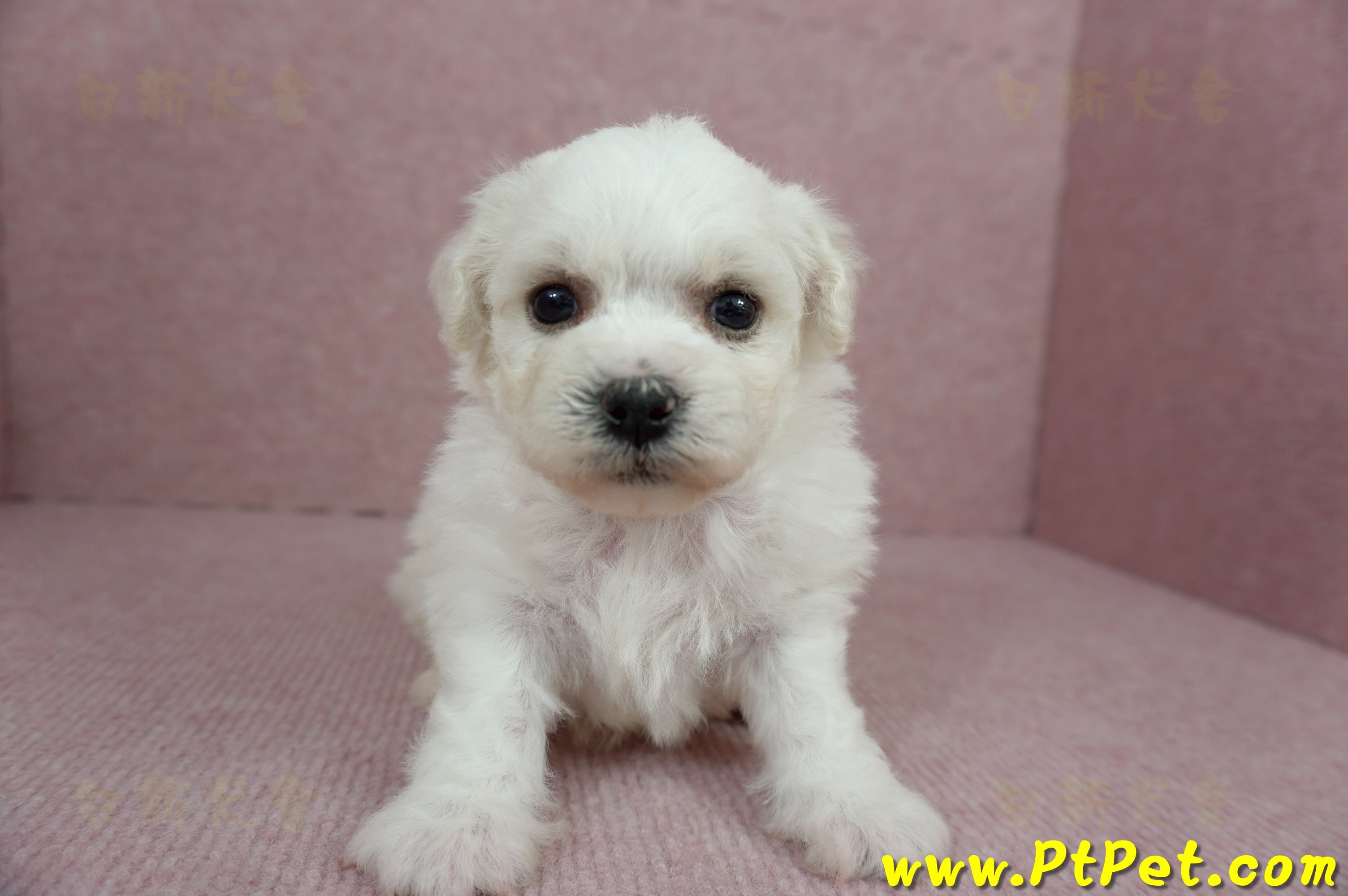 01/12比熊犬公幼犬1號(高雄鳥松)