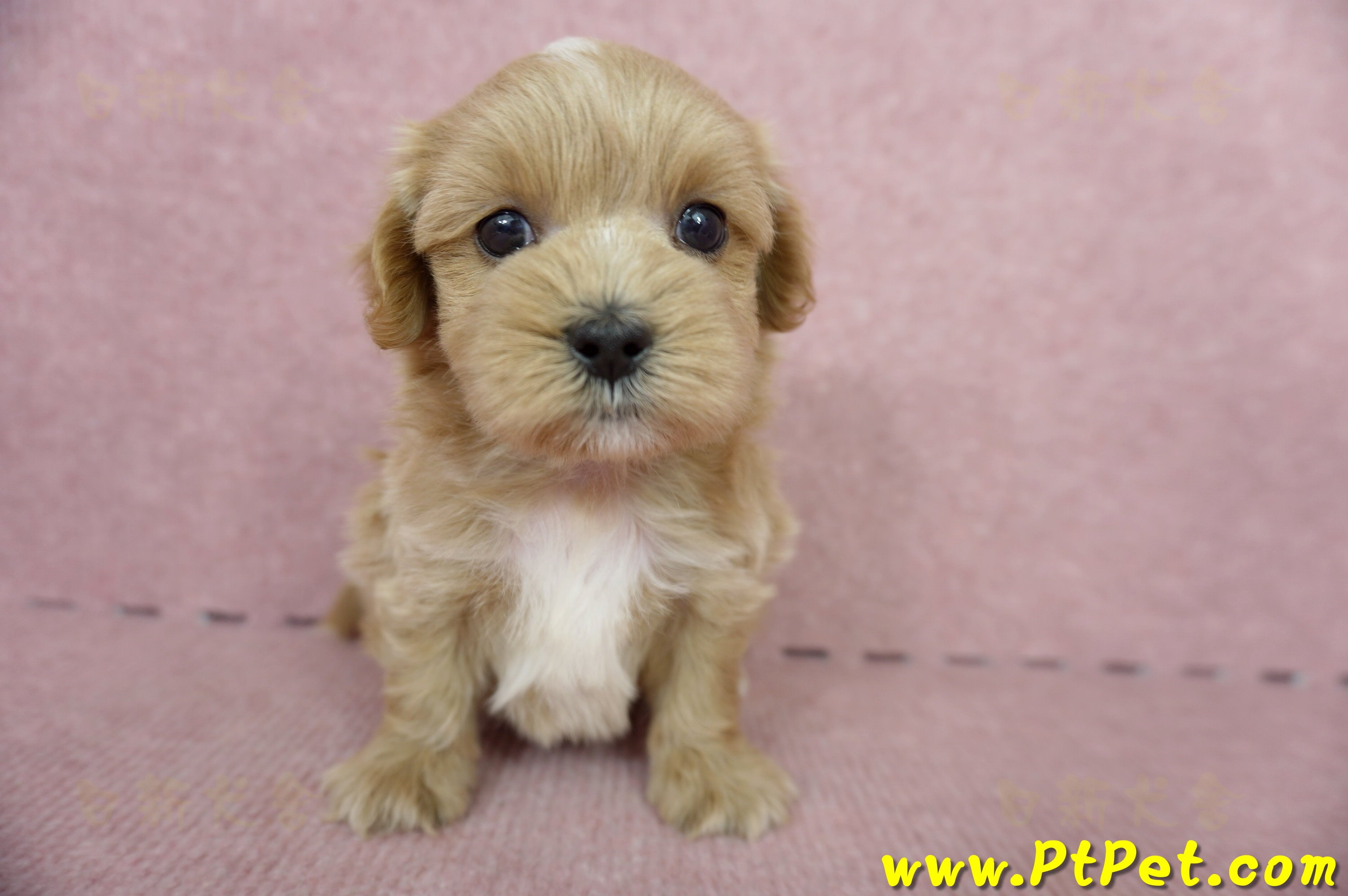 05/05奶油色馬爾泰迪公幼犬5號(屏東麟洛)