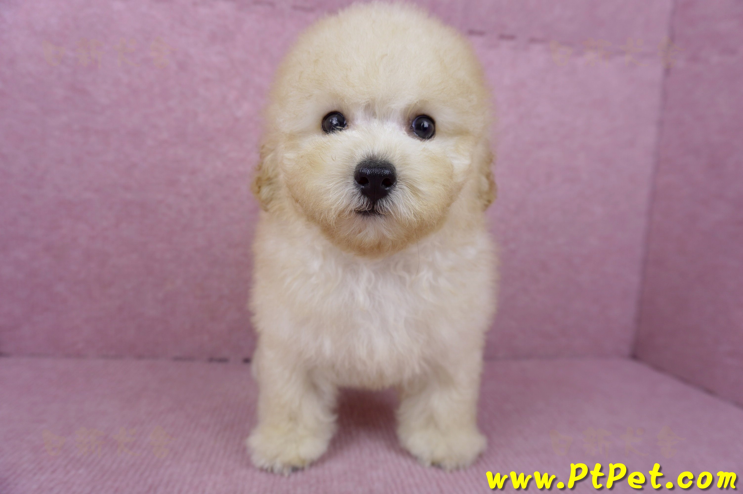 05/12玩具型奶油貴賓公幼犬(桃園中壢)