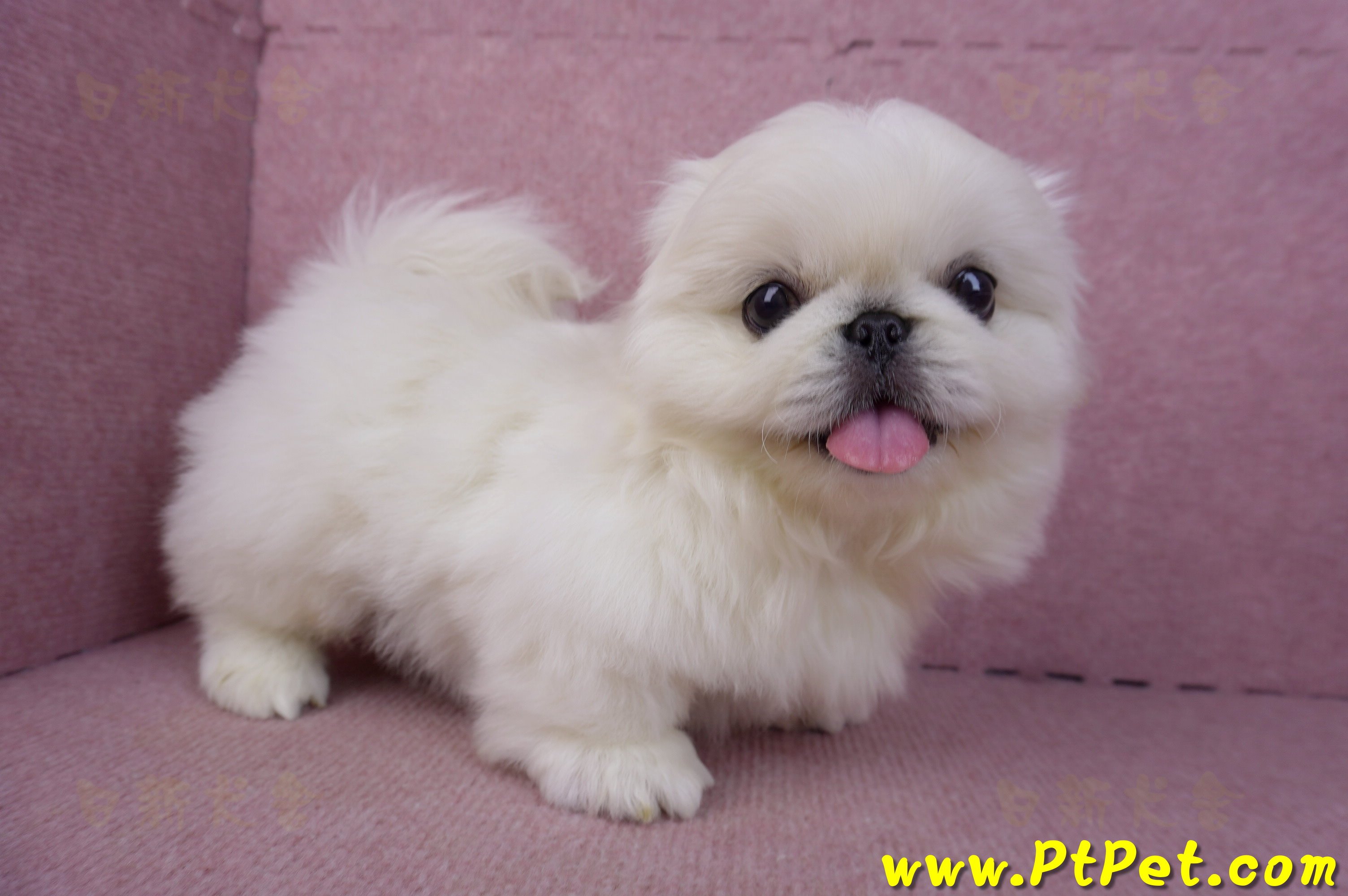 12/17北京狗公幼犬2號(新竹竹北)