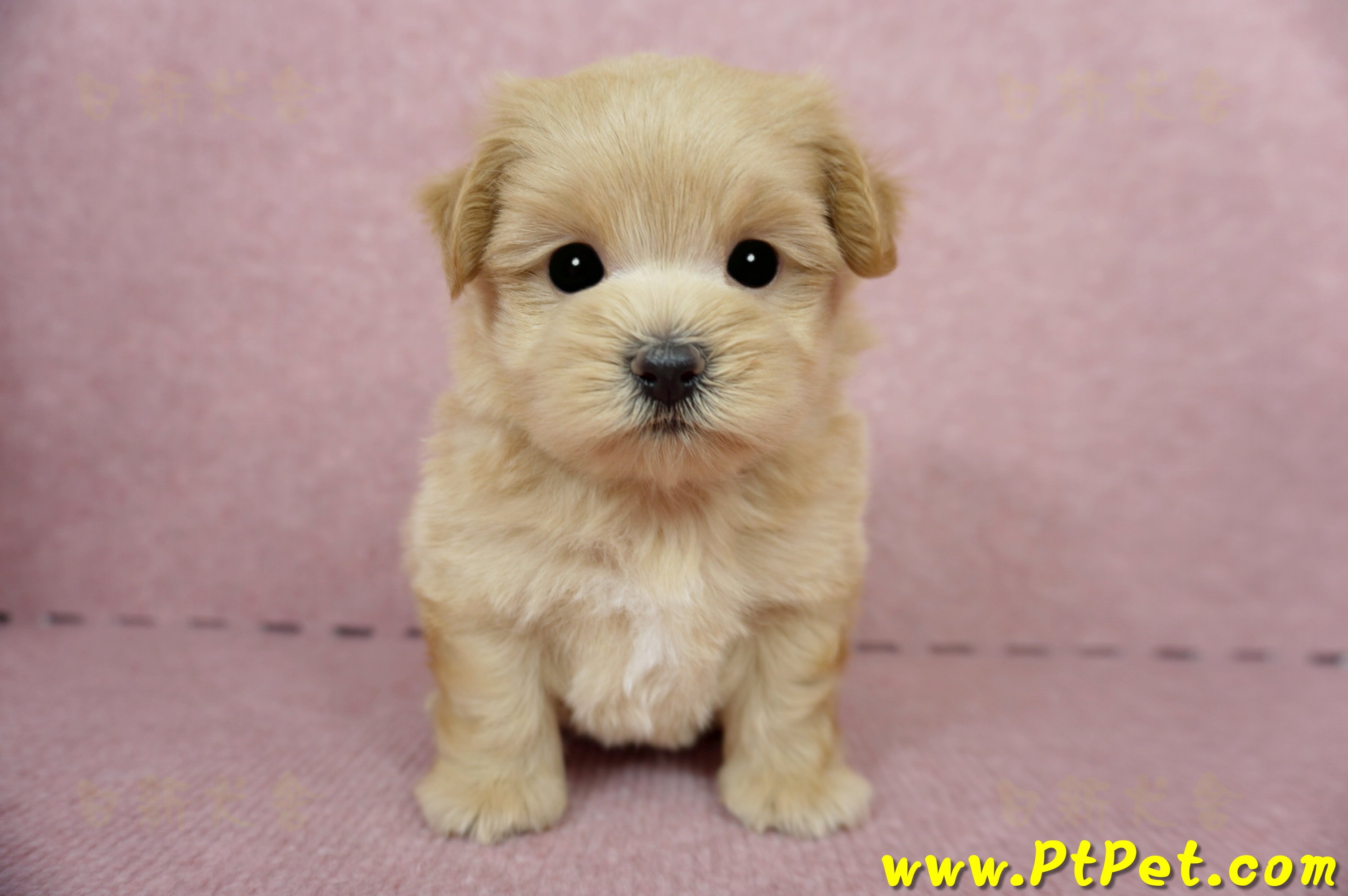 04/23奶油色馬爾泰迪公幼犬3號(台東卑南)