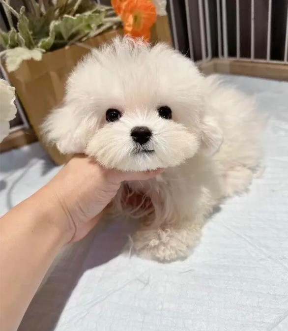 馬爾比熊(馬爾熊)介紹