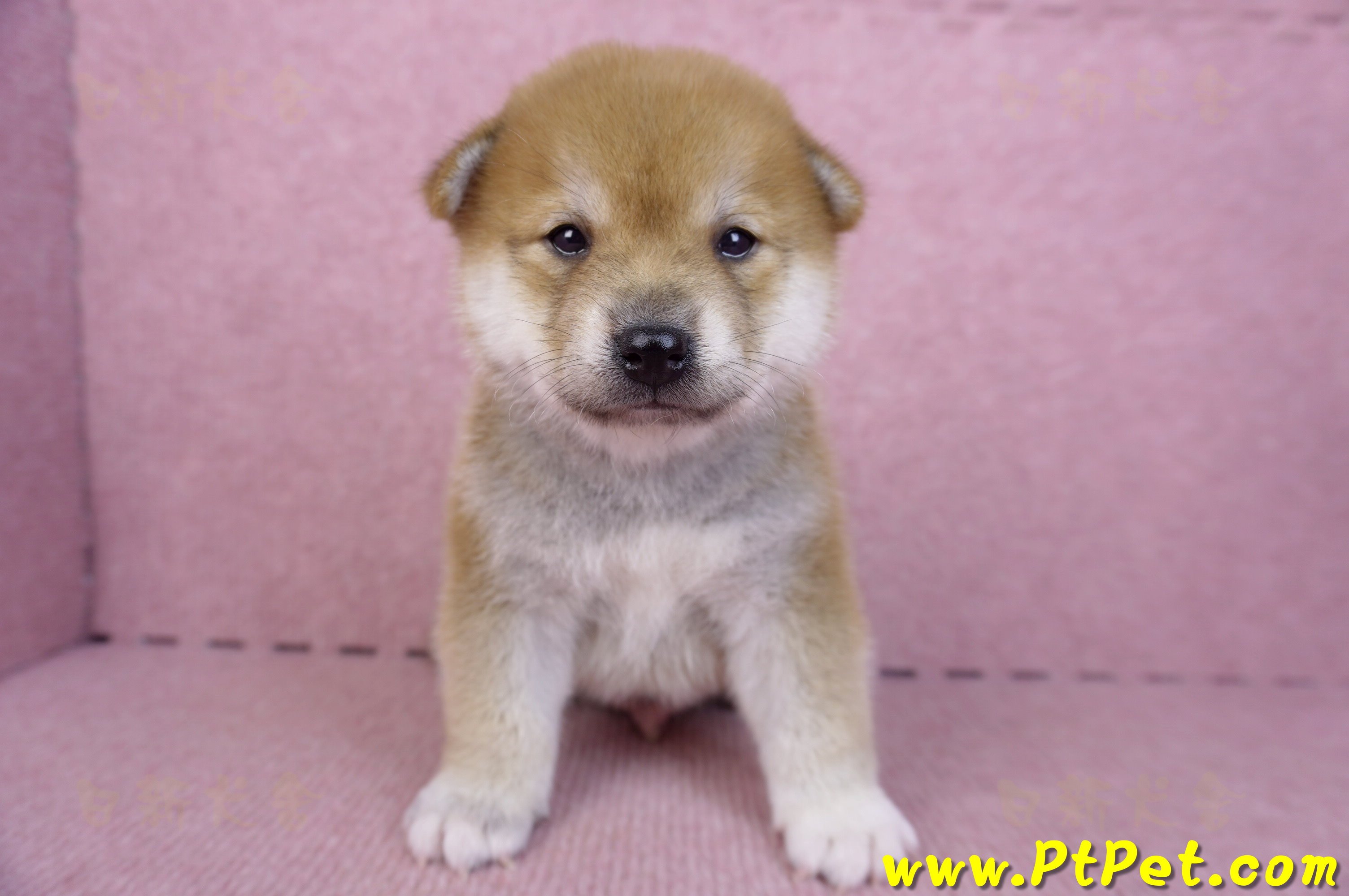 09/21赤色柴犬公幼犬(新北淡水)