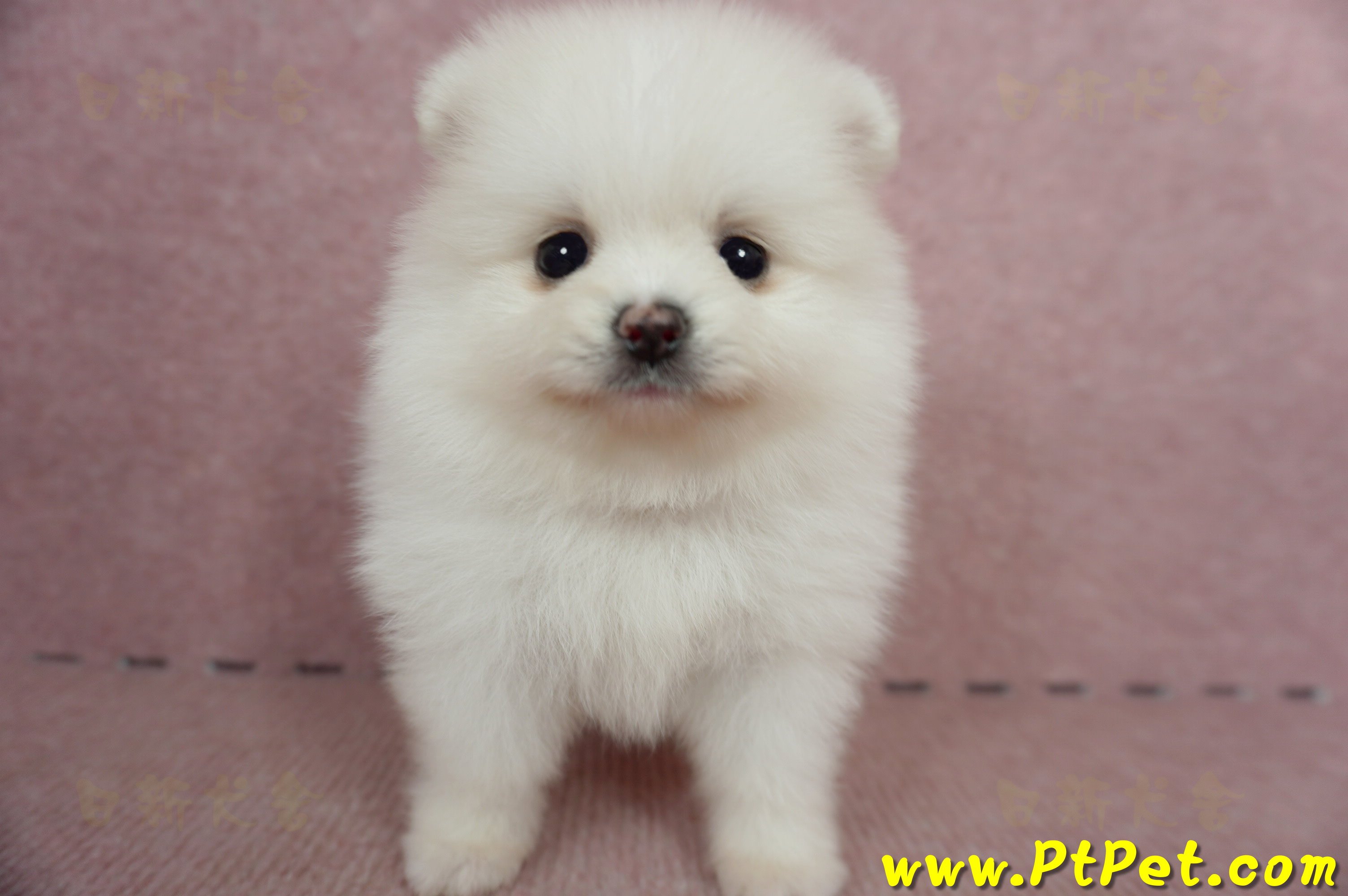 05/22迷你型松鼠白博美母幼犬(屏東高樹)