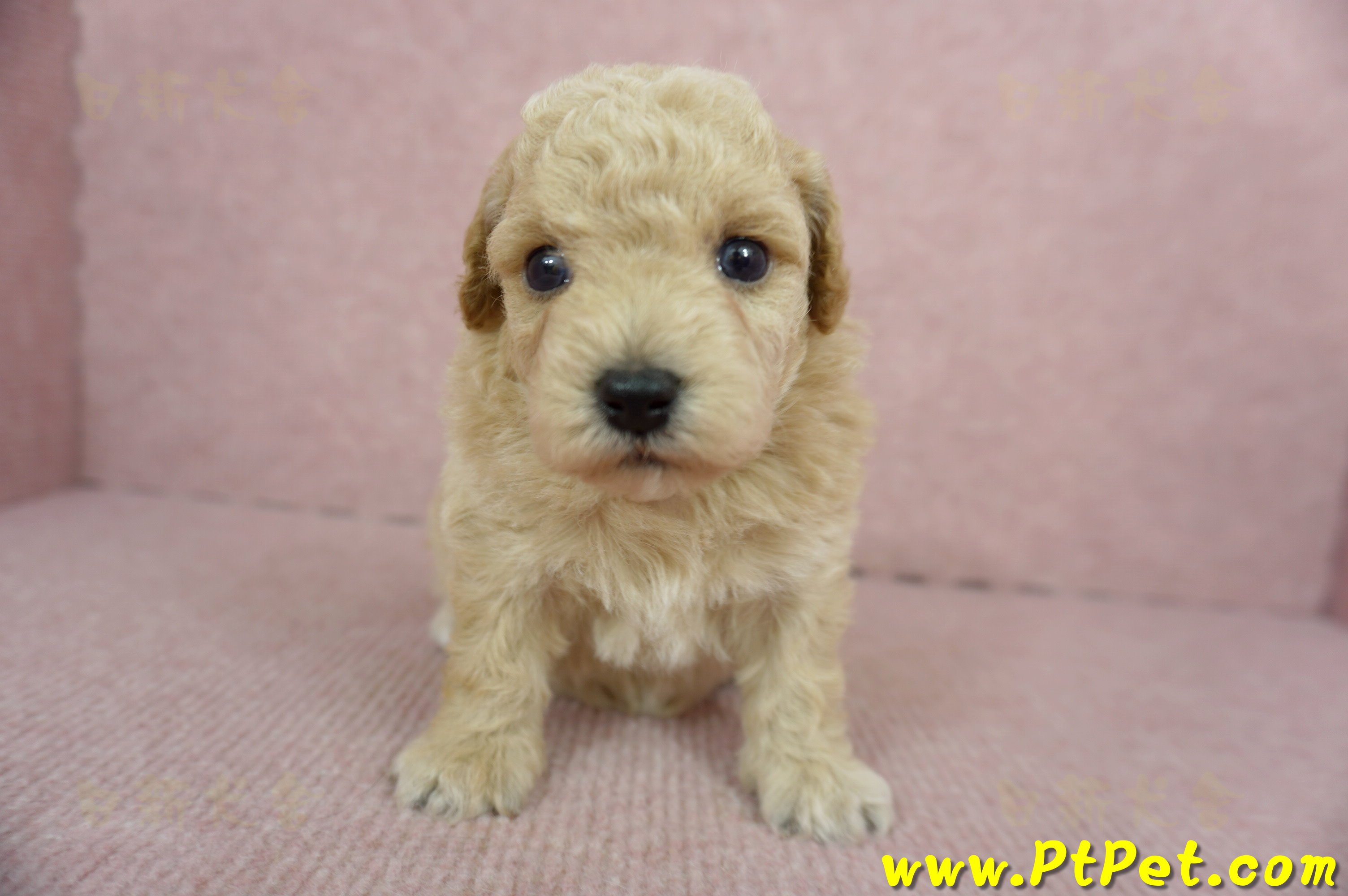 03/12泰迪比熊母幼犬2號(新北三峽)