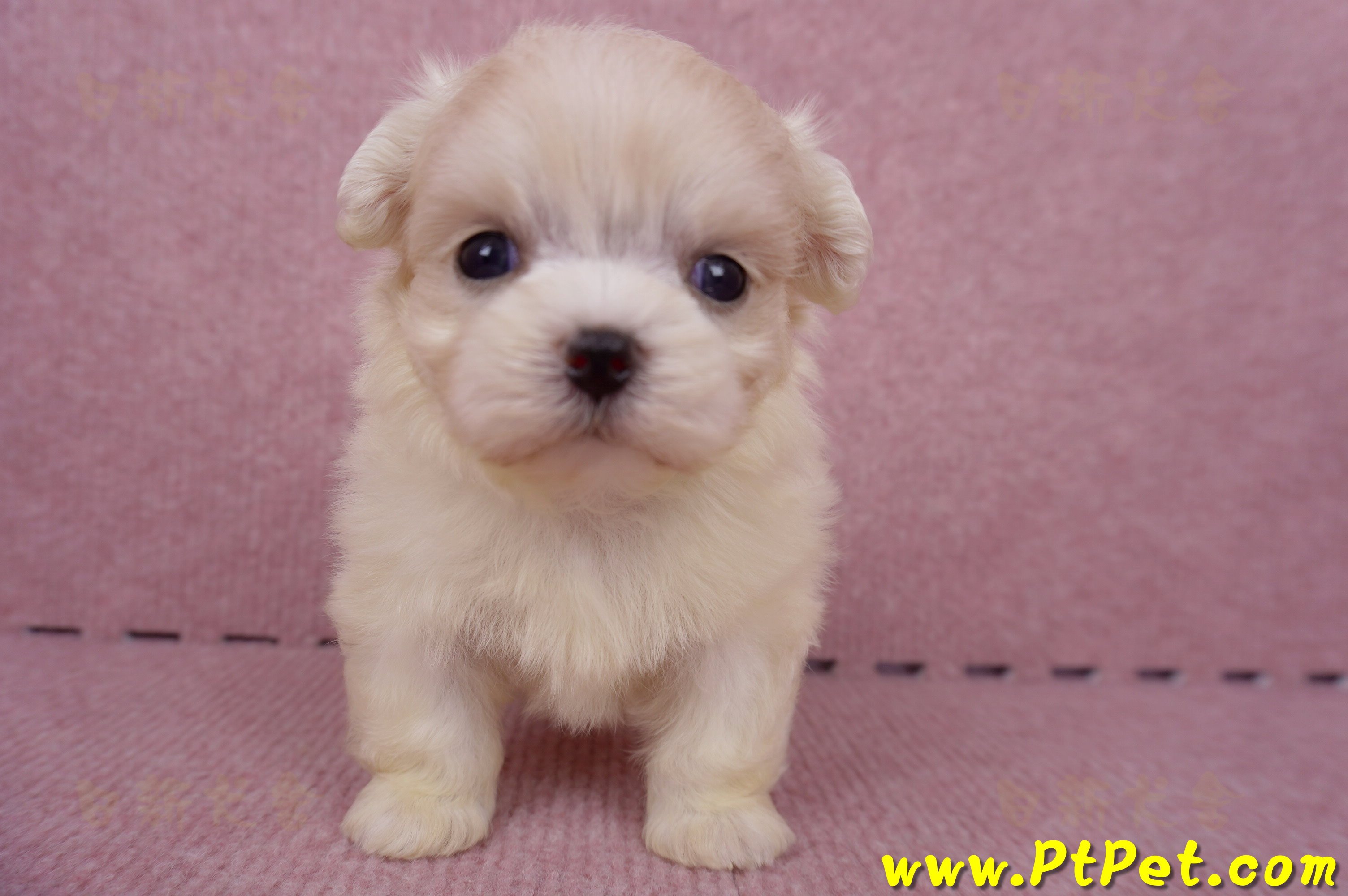 06/26迷你型馬爾濟斯 I 公幼犬2號(台中北屯)