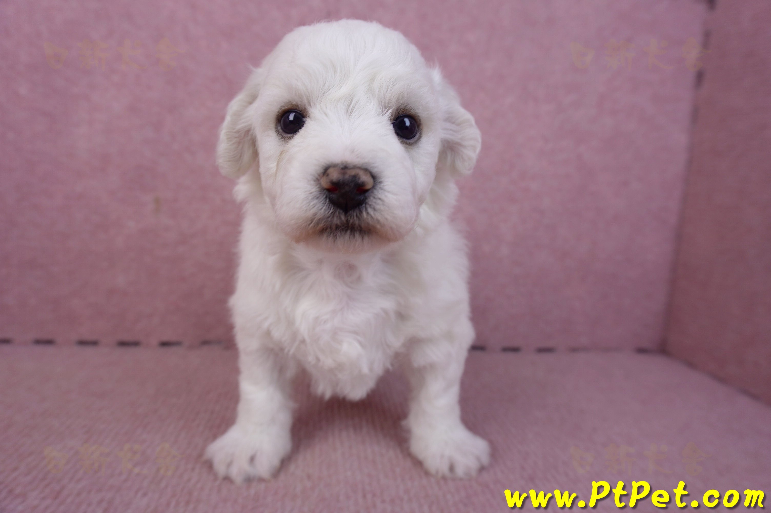 02/14比熊犬公幼犬1號(彰化大村)