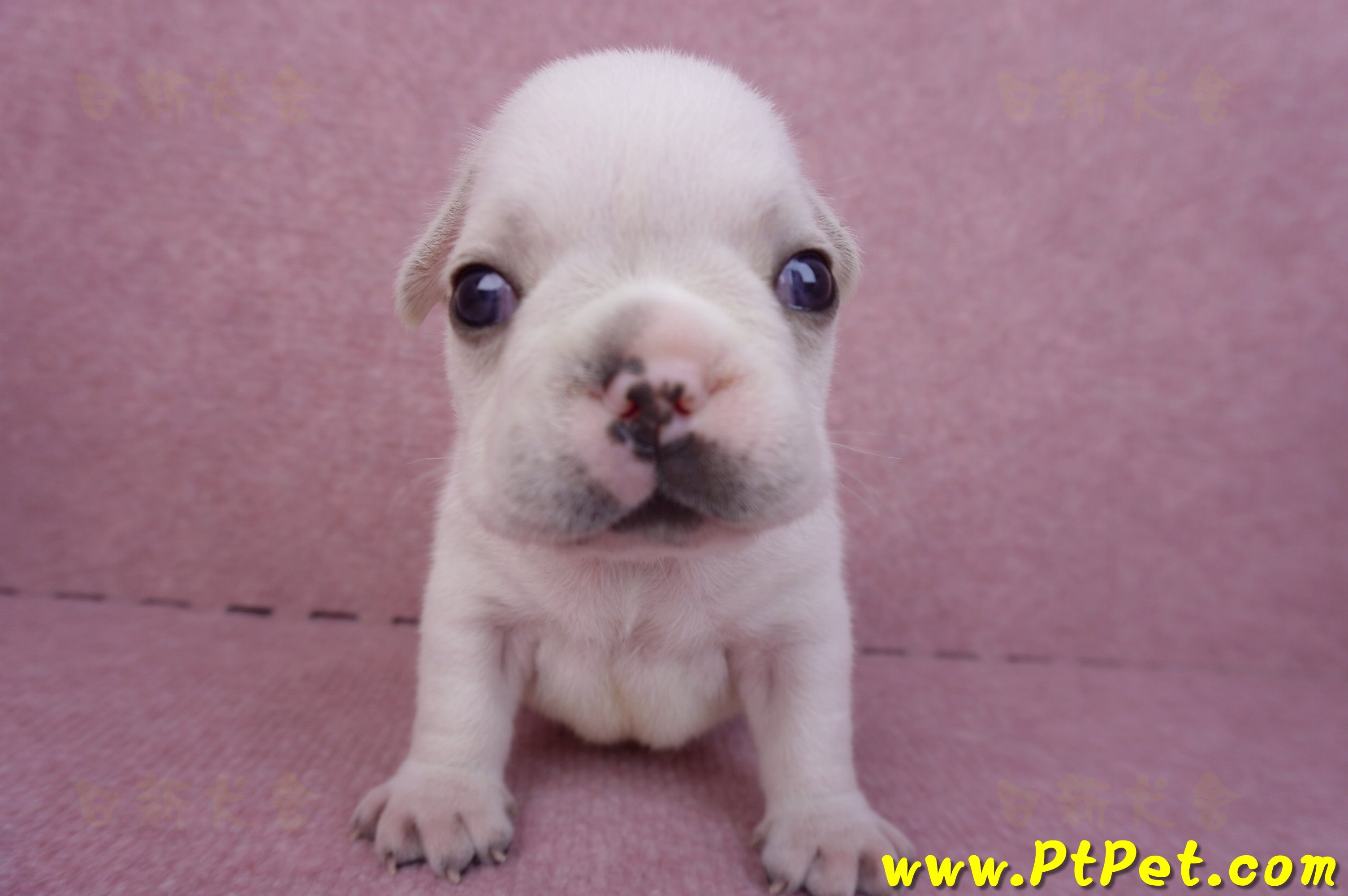 03/21奶白色法國鬥牛公幼犬1號