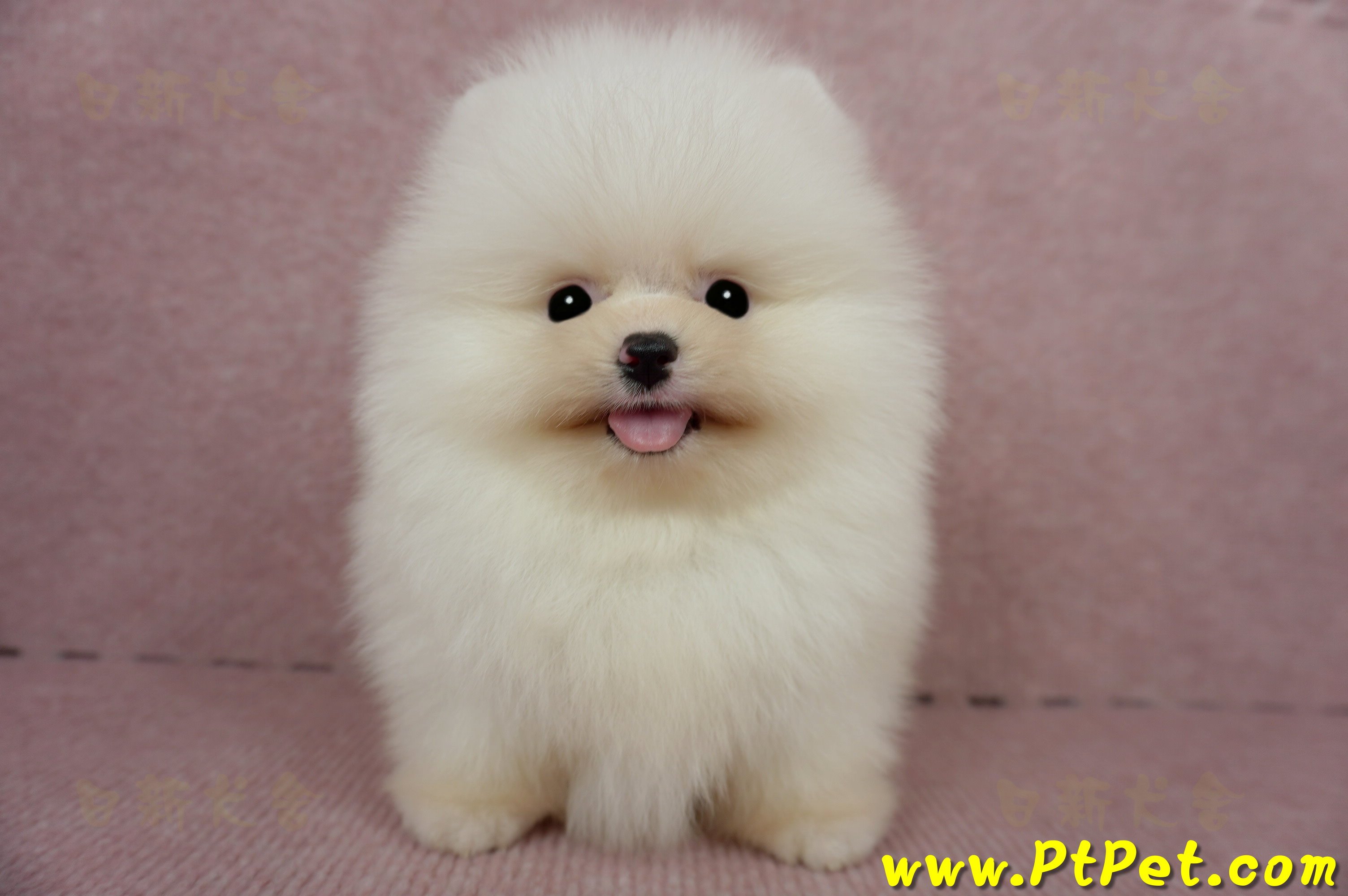 03/14迷你型松鼠白博美公幼犬2號(台北士林)