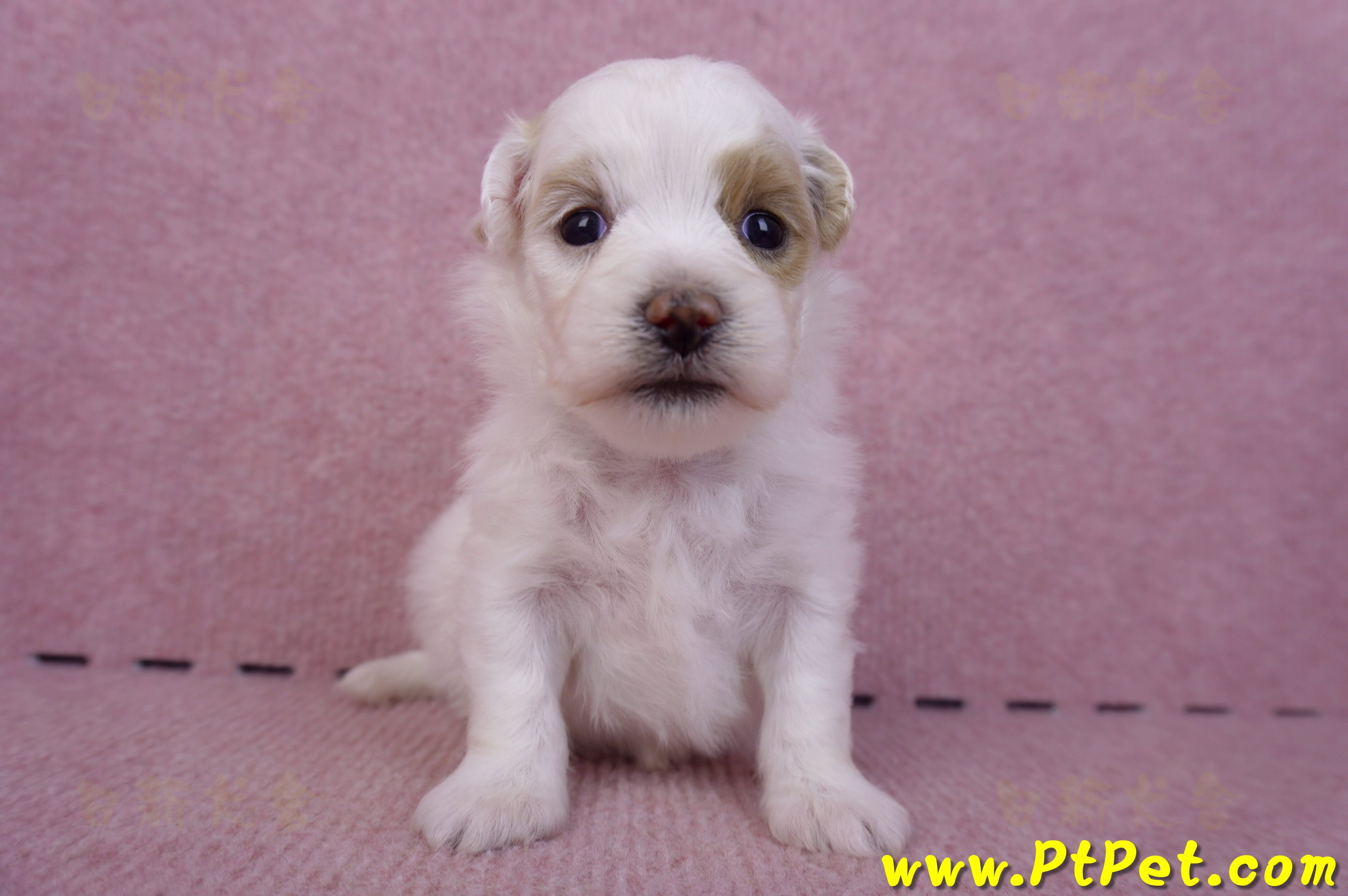 09/27馬爾泰迪母幼犬1號(台中豐原)