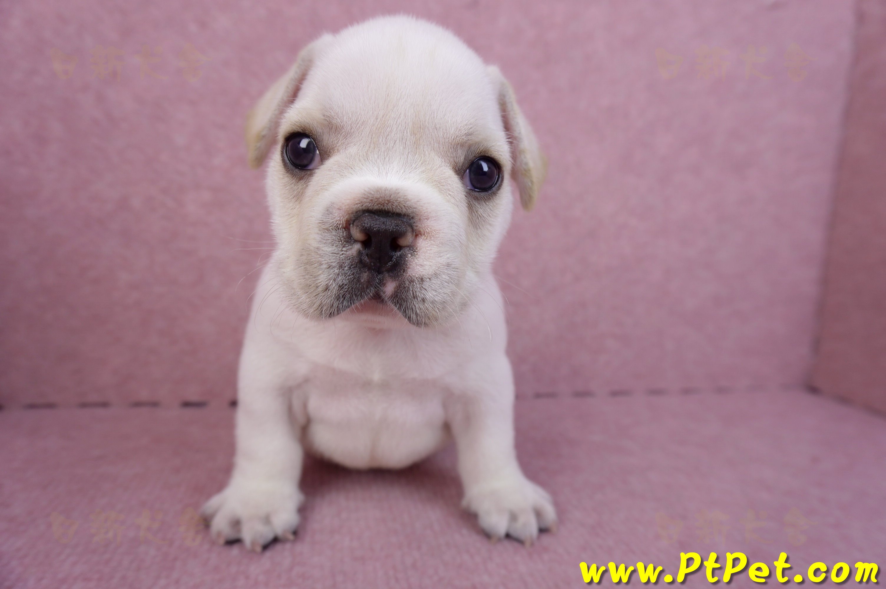 03/21奶白色法國鬥牛公幼犬2號