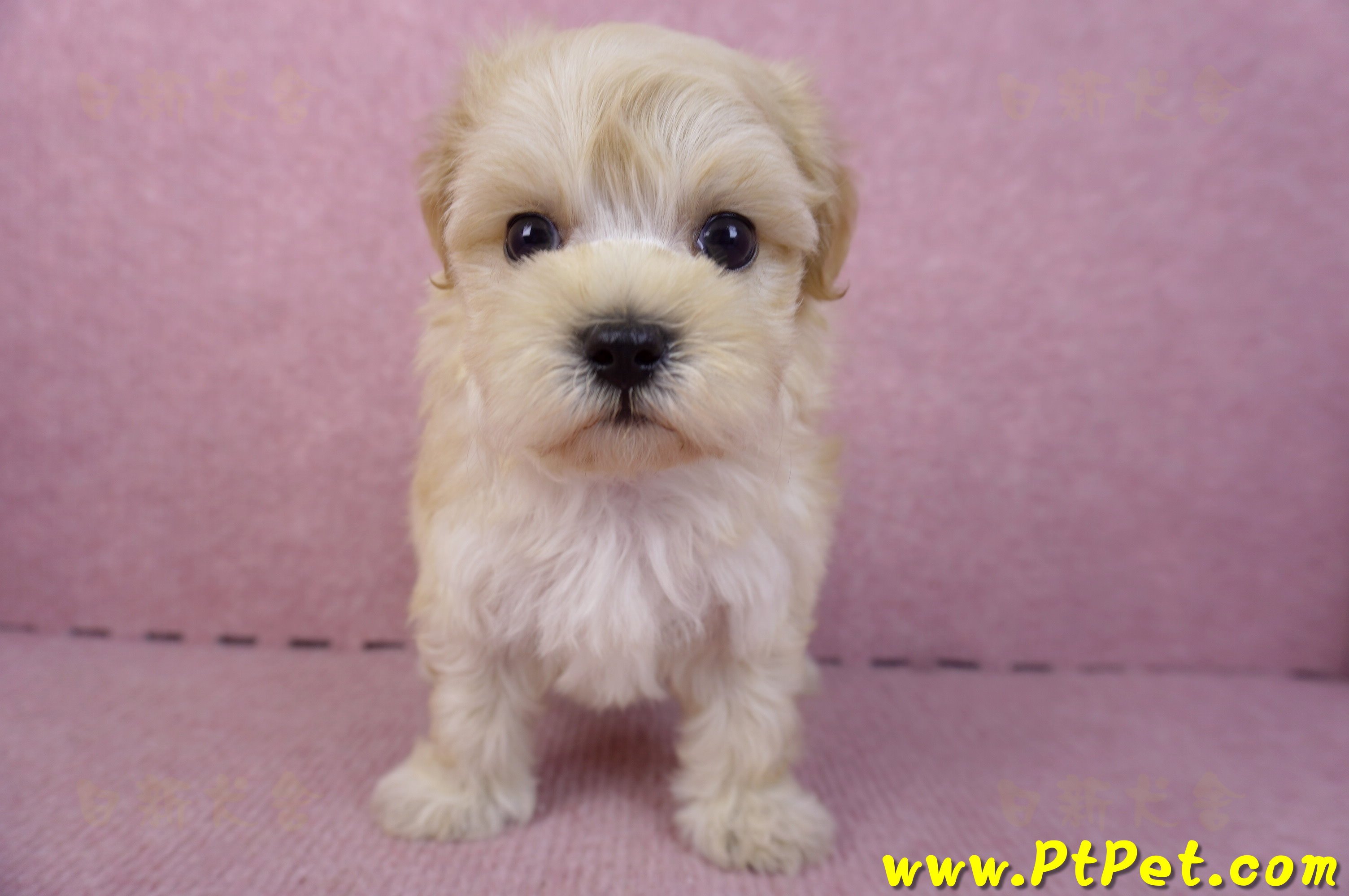 12/10馬爾泰迪公幼犬1號(高雄仁武)