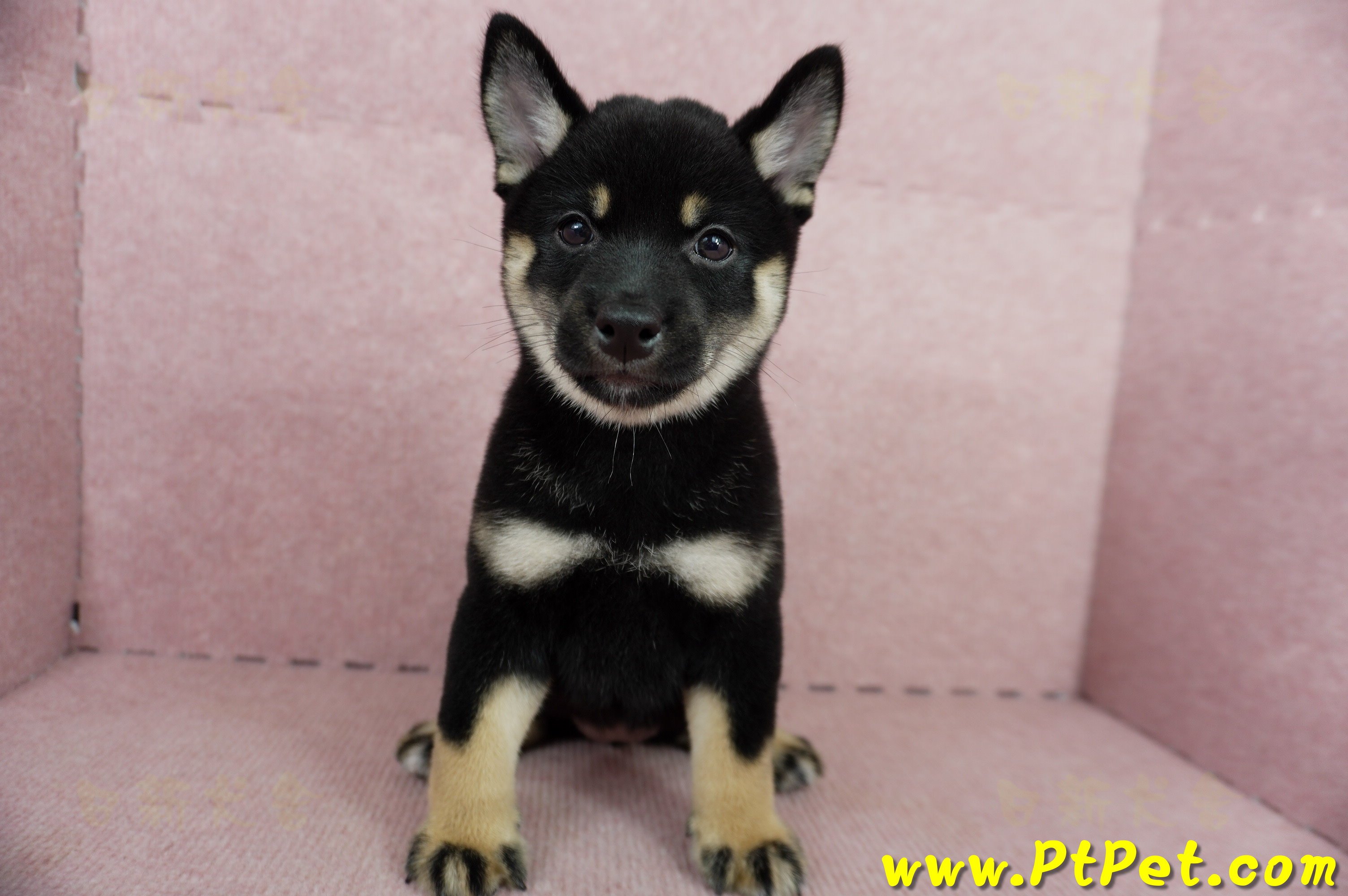 05/14黑色柴犬母幼犬4號(高雄楠梓)