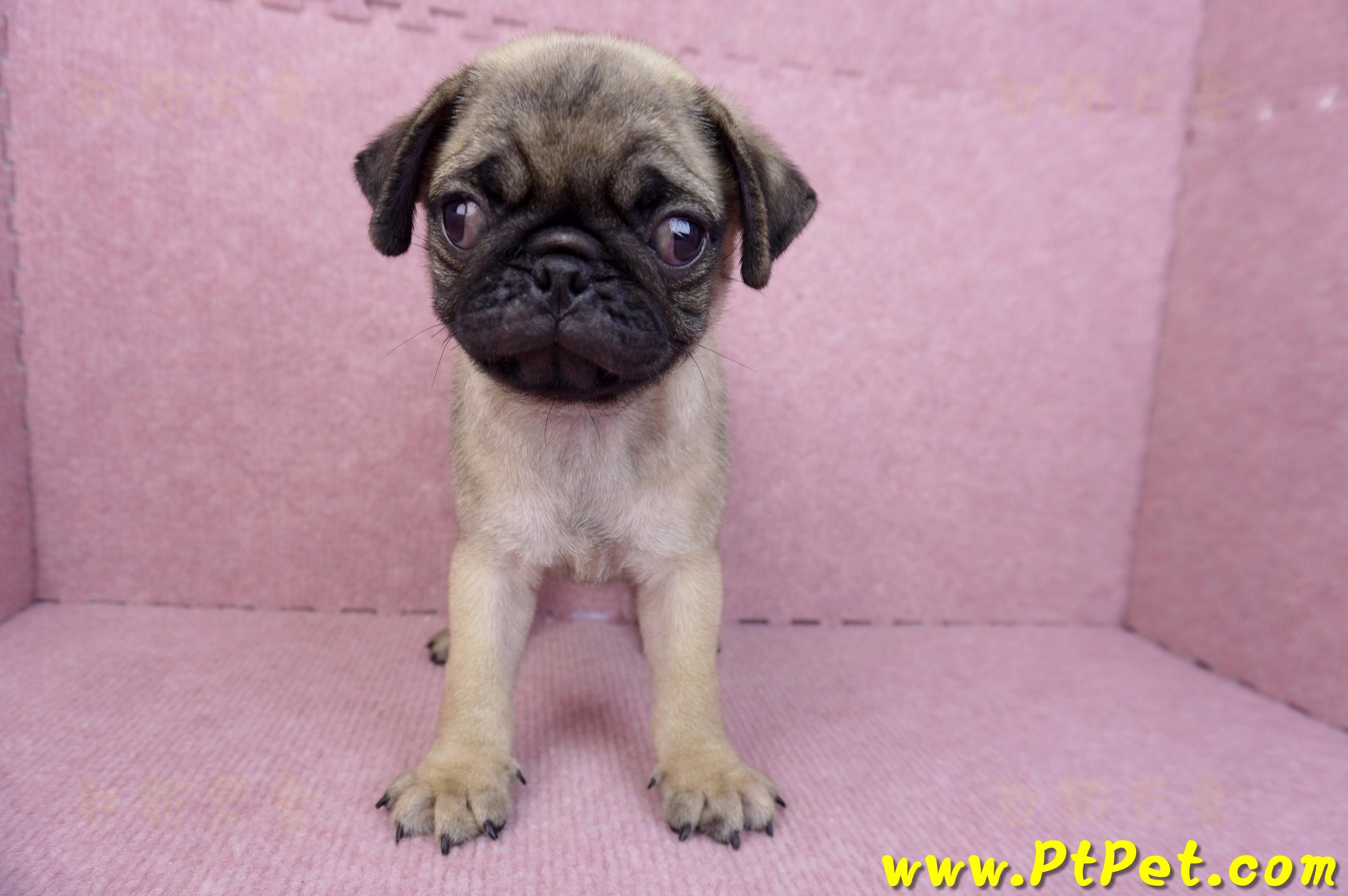 07/09巴哥公幼犬(台北文山)