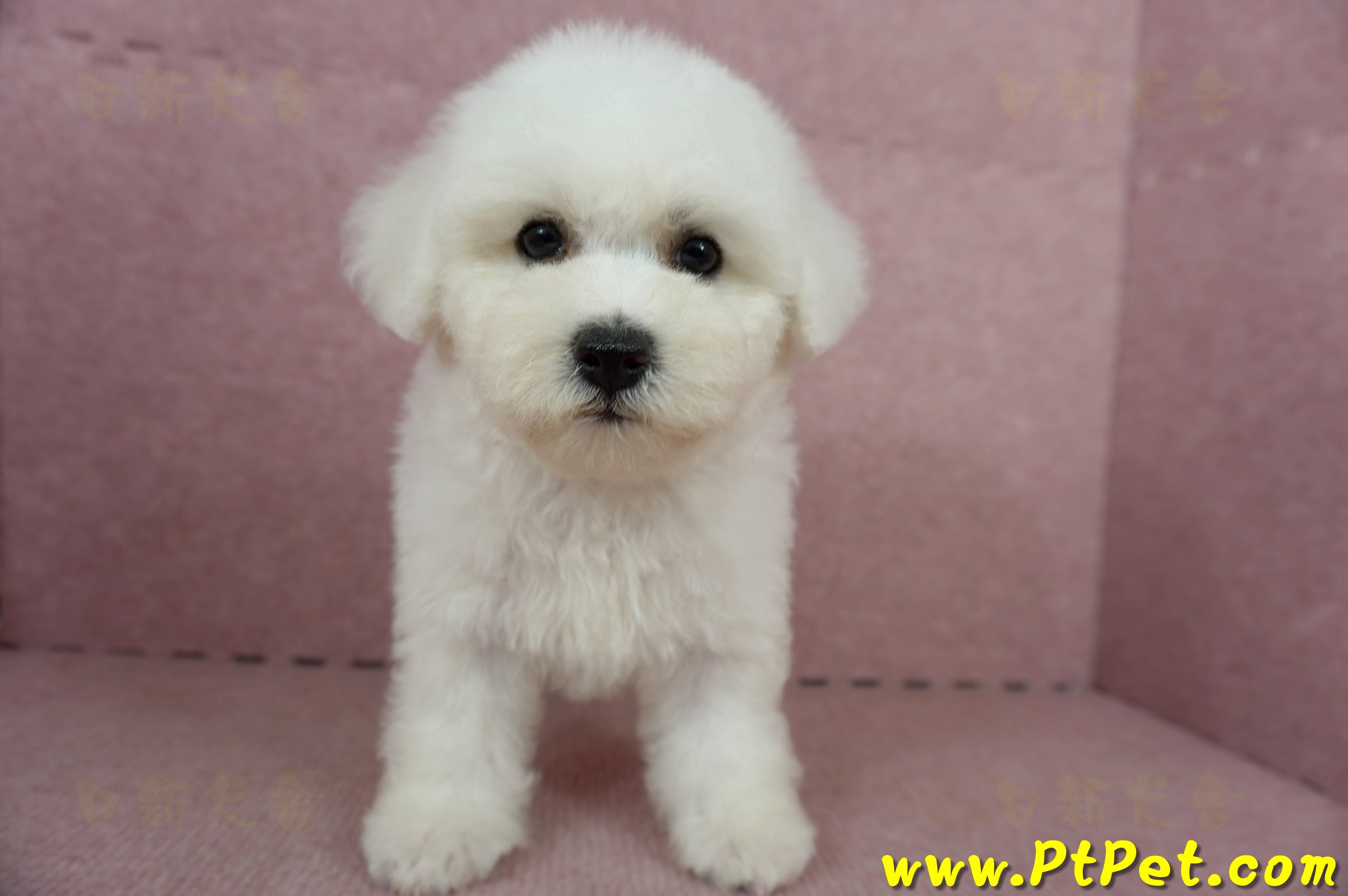 05/20比熊犬母幼犬2號(台南東區)