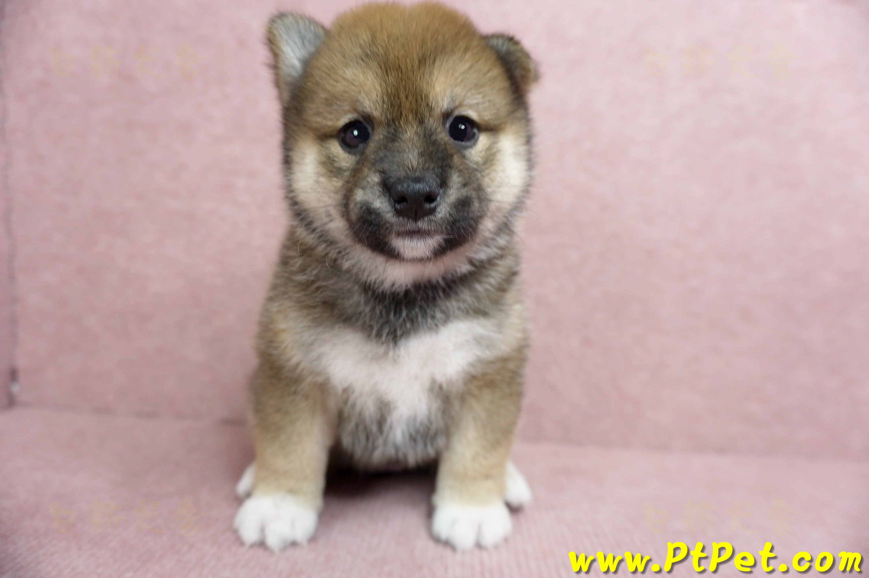 06/09赤色柴犬母幼犬(台北文山)