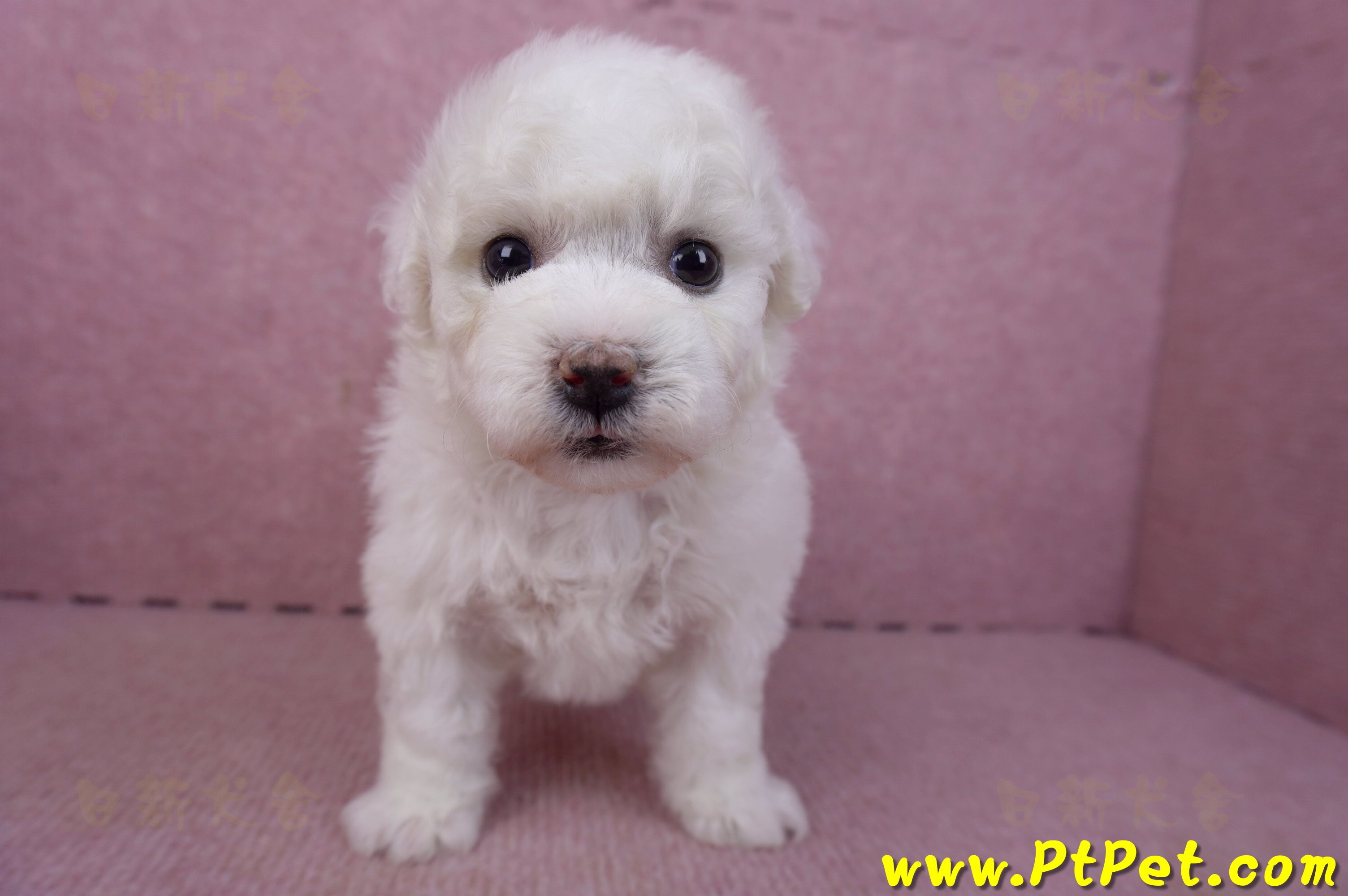 02/14比熊犬母幼犬