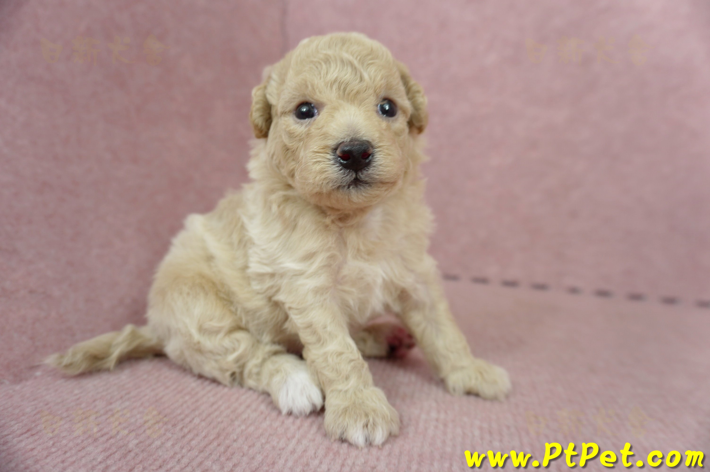 06/04泰迪比熊公幼犬2號(新北新莊)