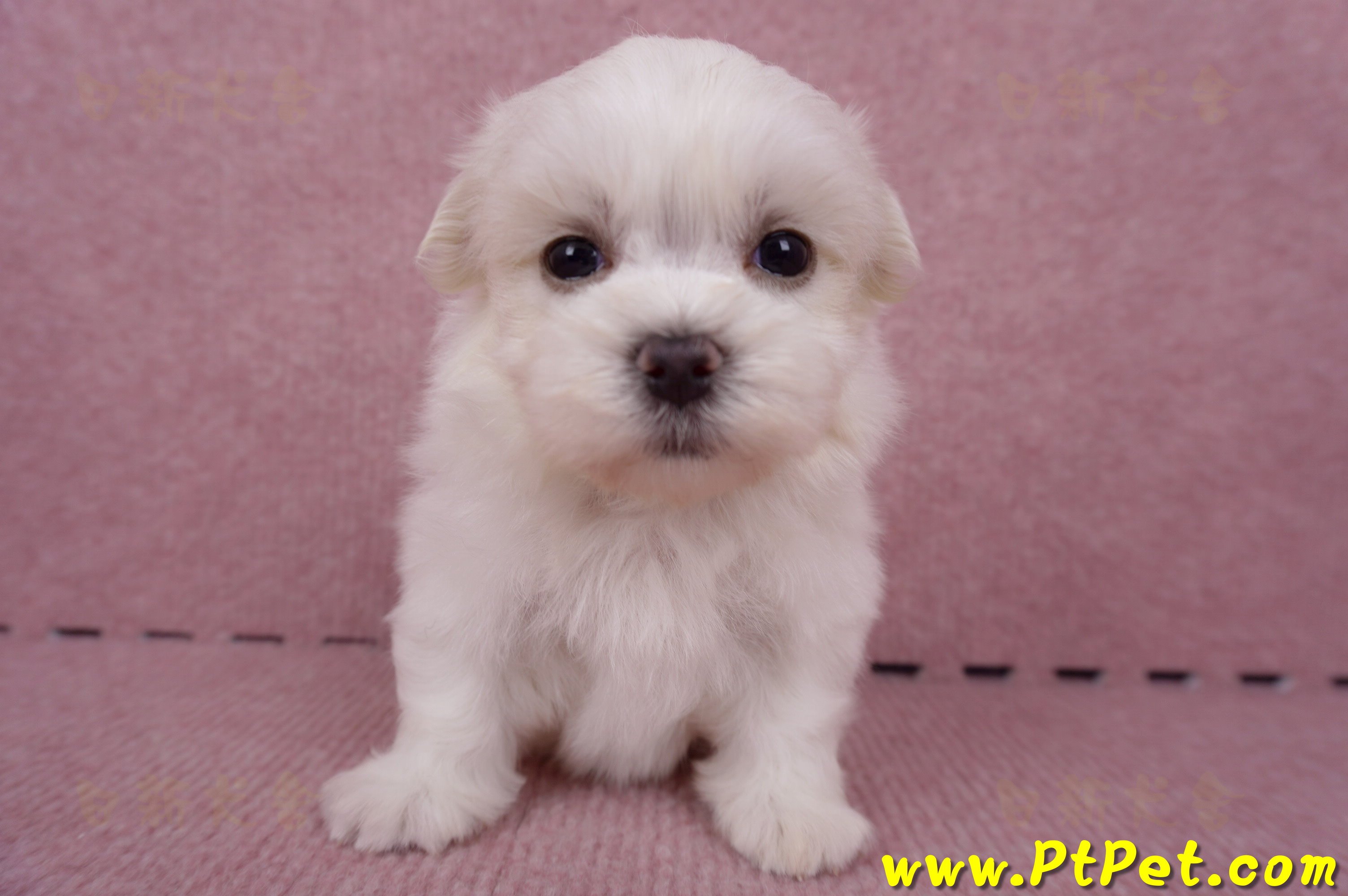 06/26迷你型馬爾濟斯 II 公幼犬1號(台東市)