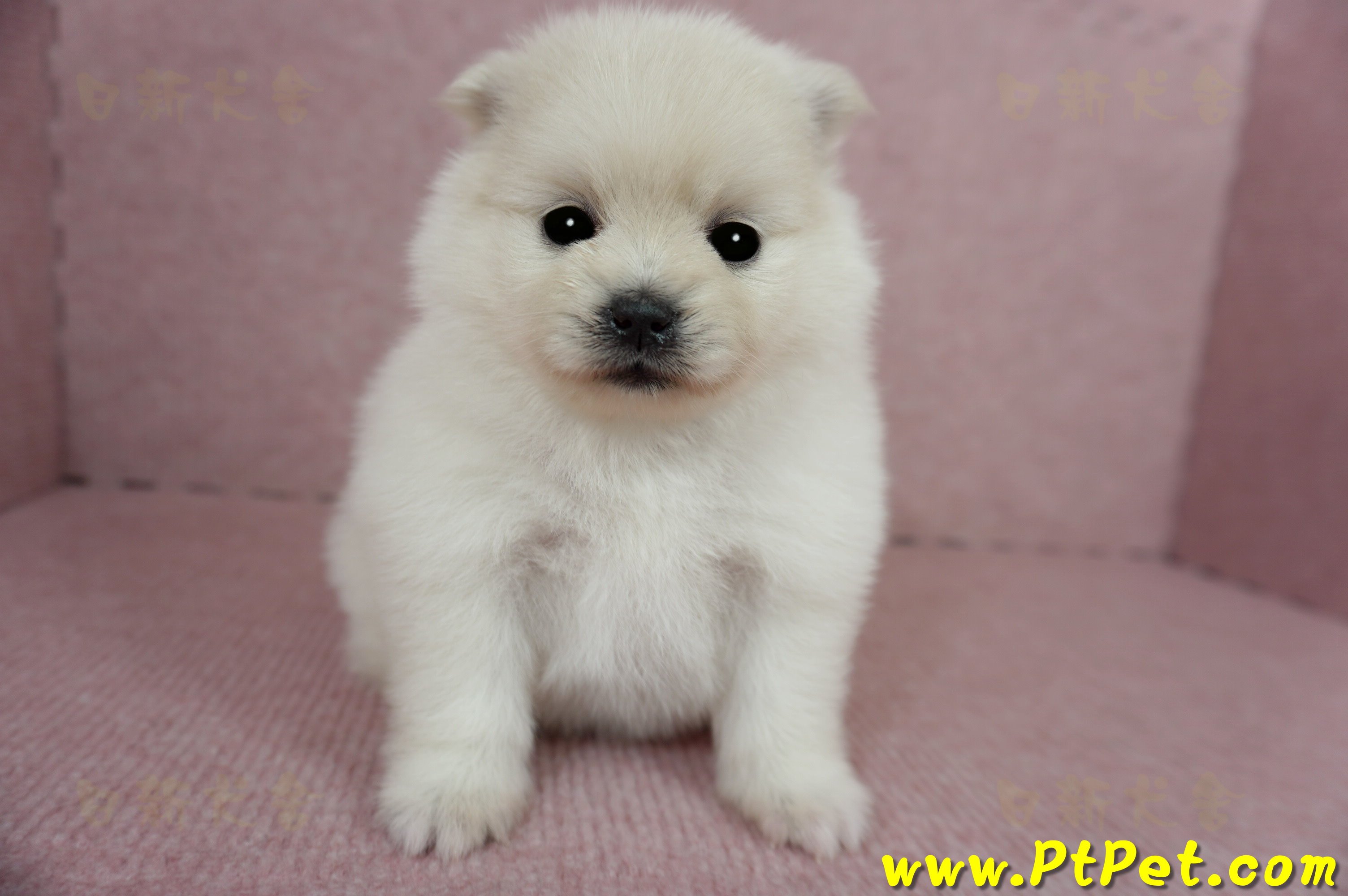 03/14迷你型松鼠白博美母幼犬(屏東潮州)