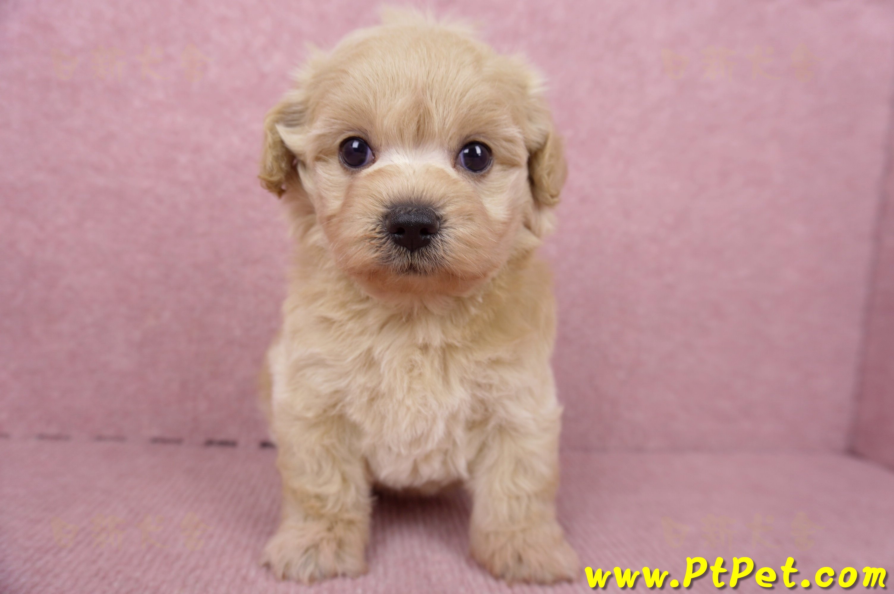 06/15奶油色馬爾泰迪母幼犬1號(屏東市)