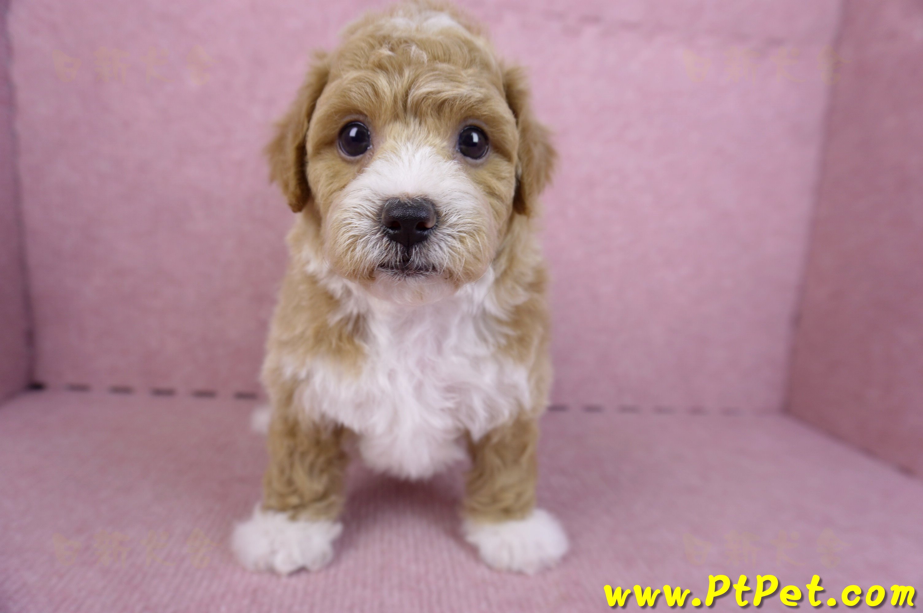 09/12泰迪比熊母幼犬1號(嘉義市)