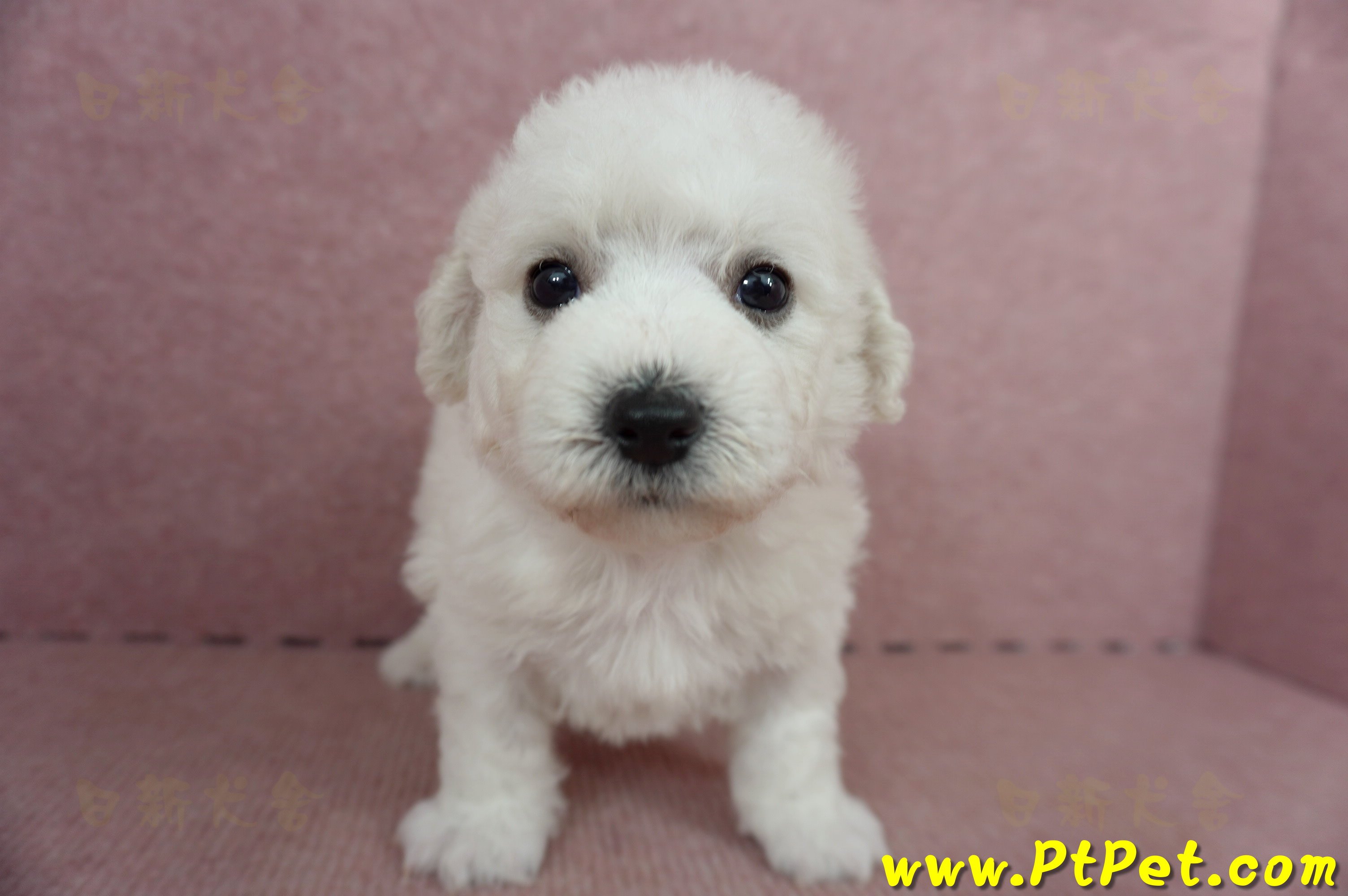 05/22比熊犬公幼犬2號(桃園中壢)