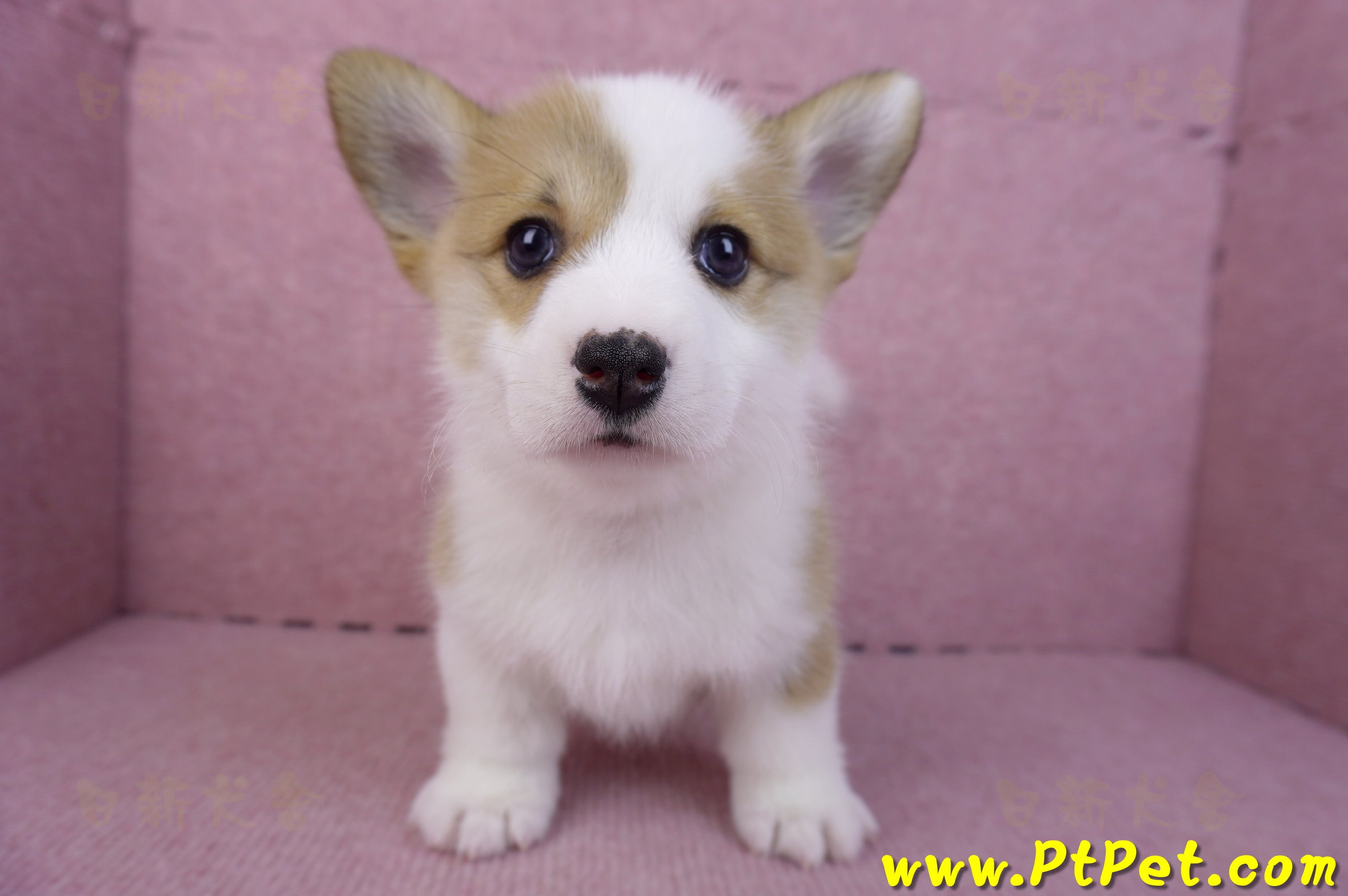 11/30雙色柯基犬公幼犬2號