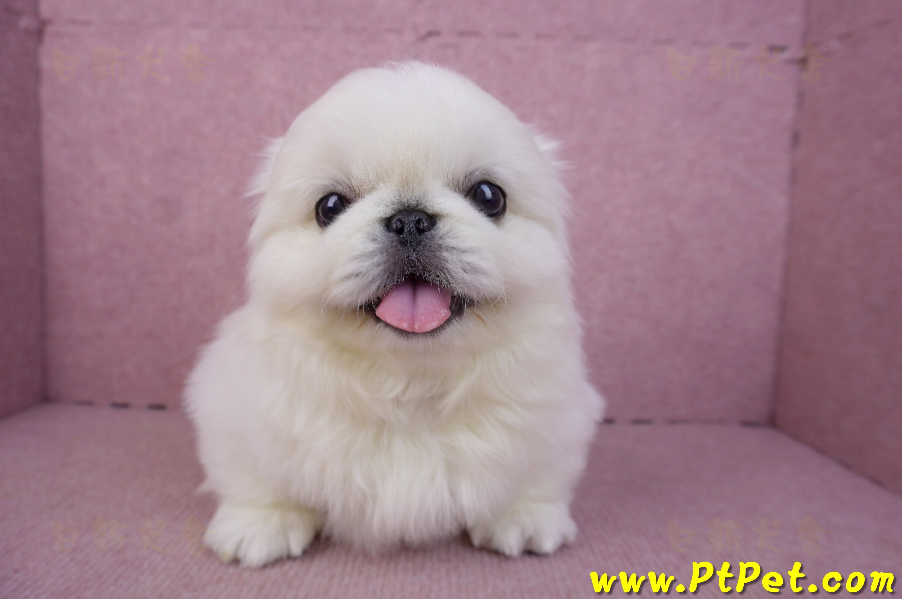 12/17北京狗公幼犬2號(新竹竹北)