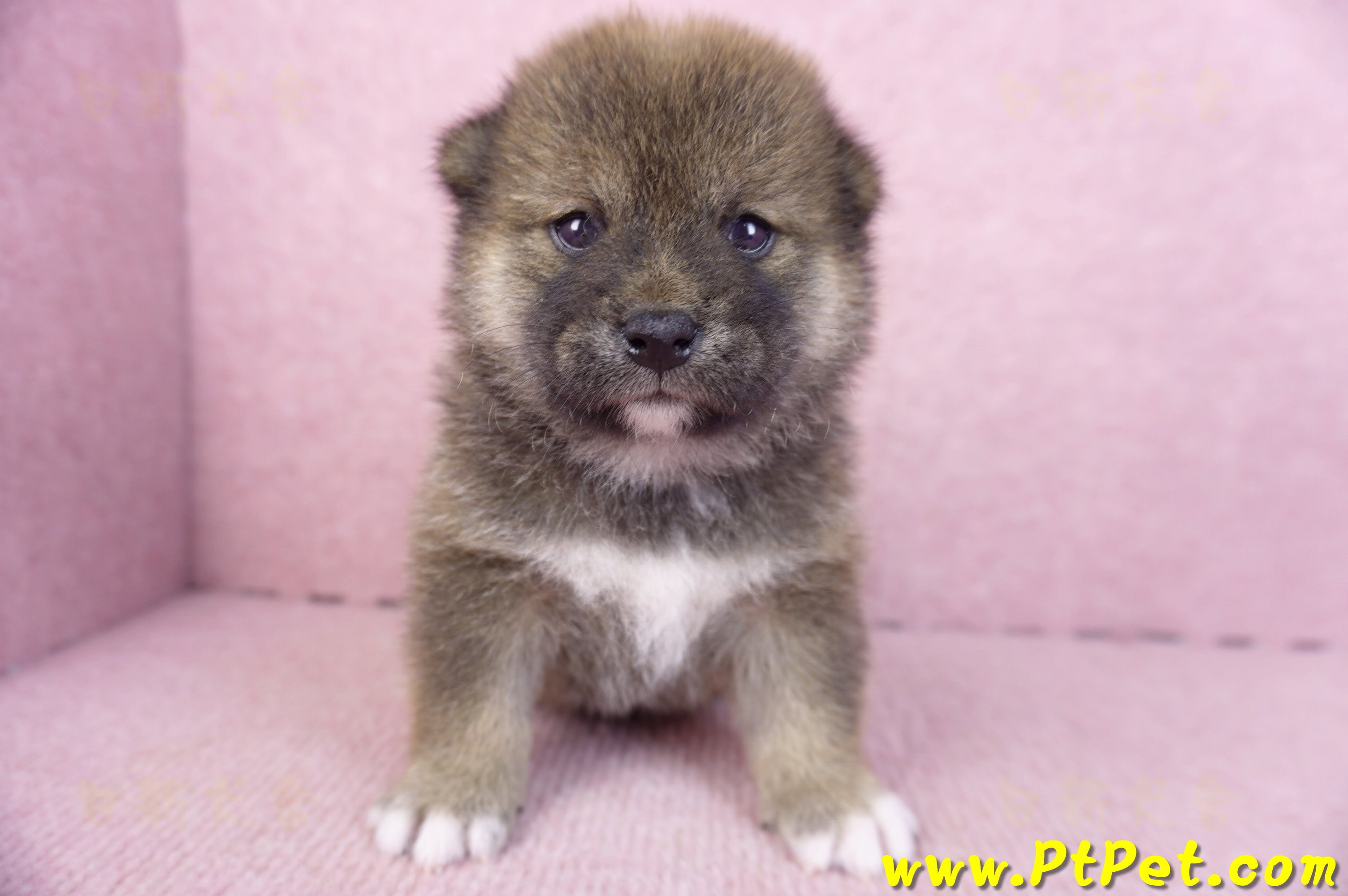 02/05赤色柴犬母幼犬2號