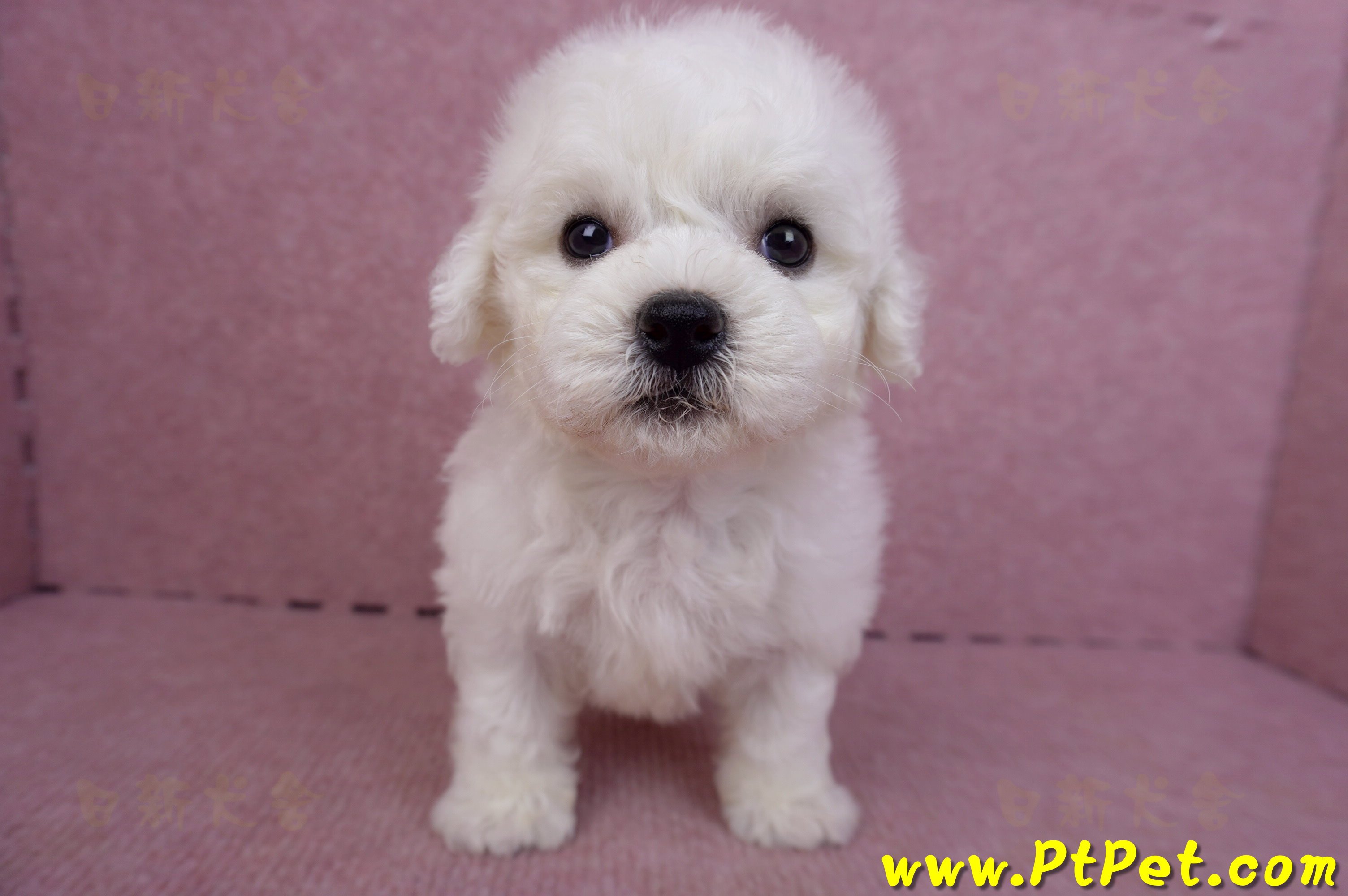 04/22比熊犬公幼犬2號