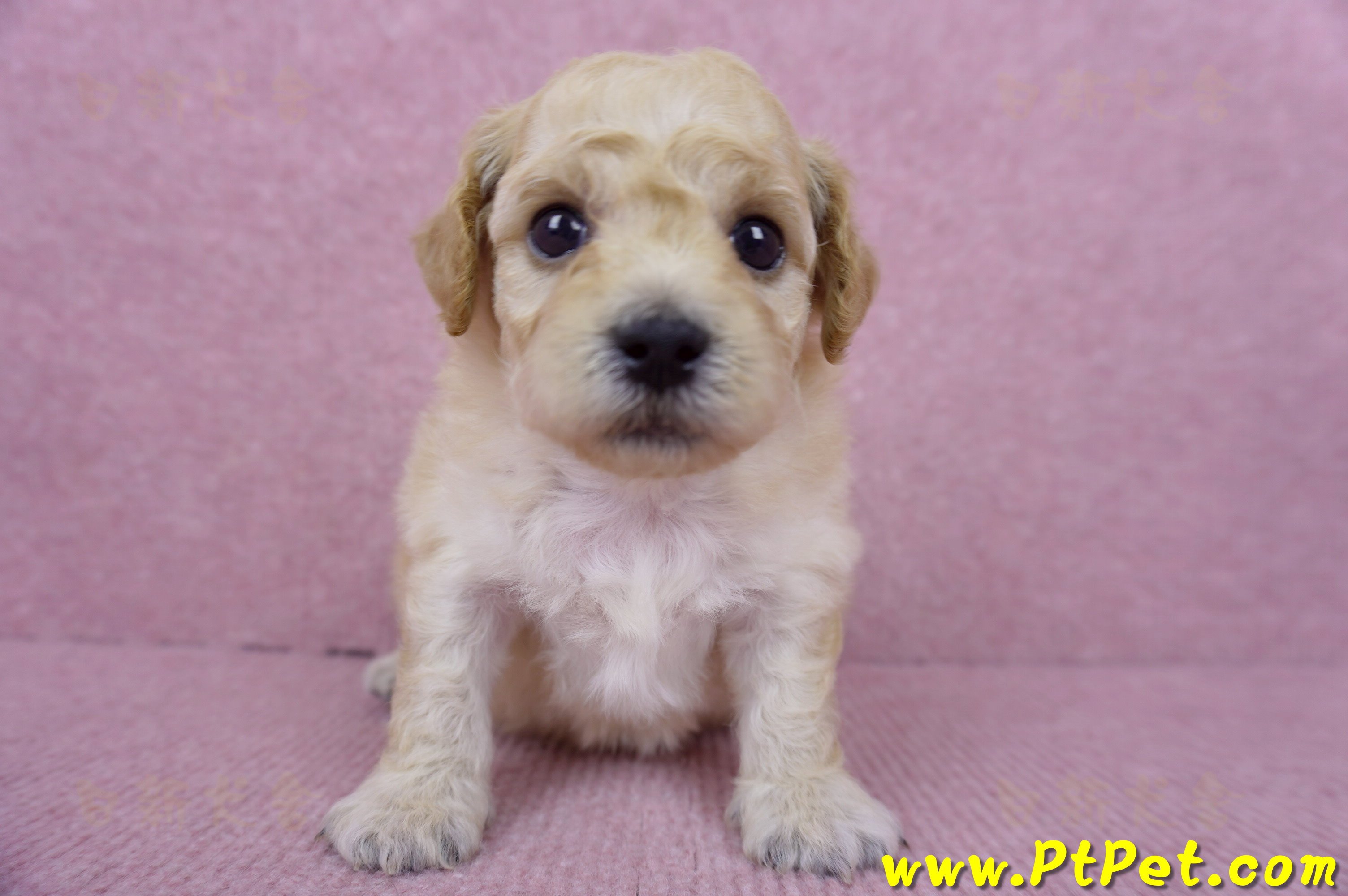 06/14泰迪比熊母幼犬(高雄楠梓)