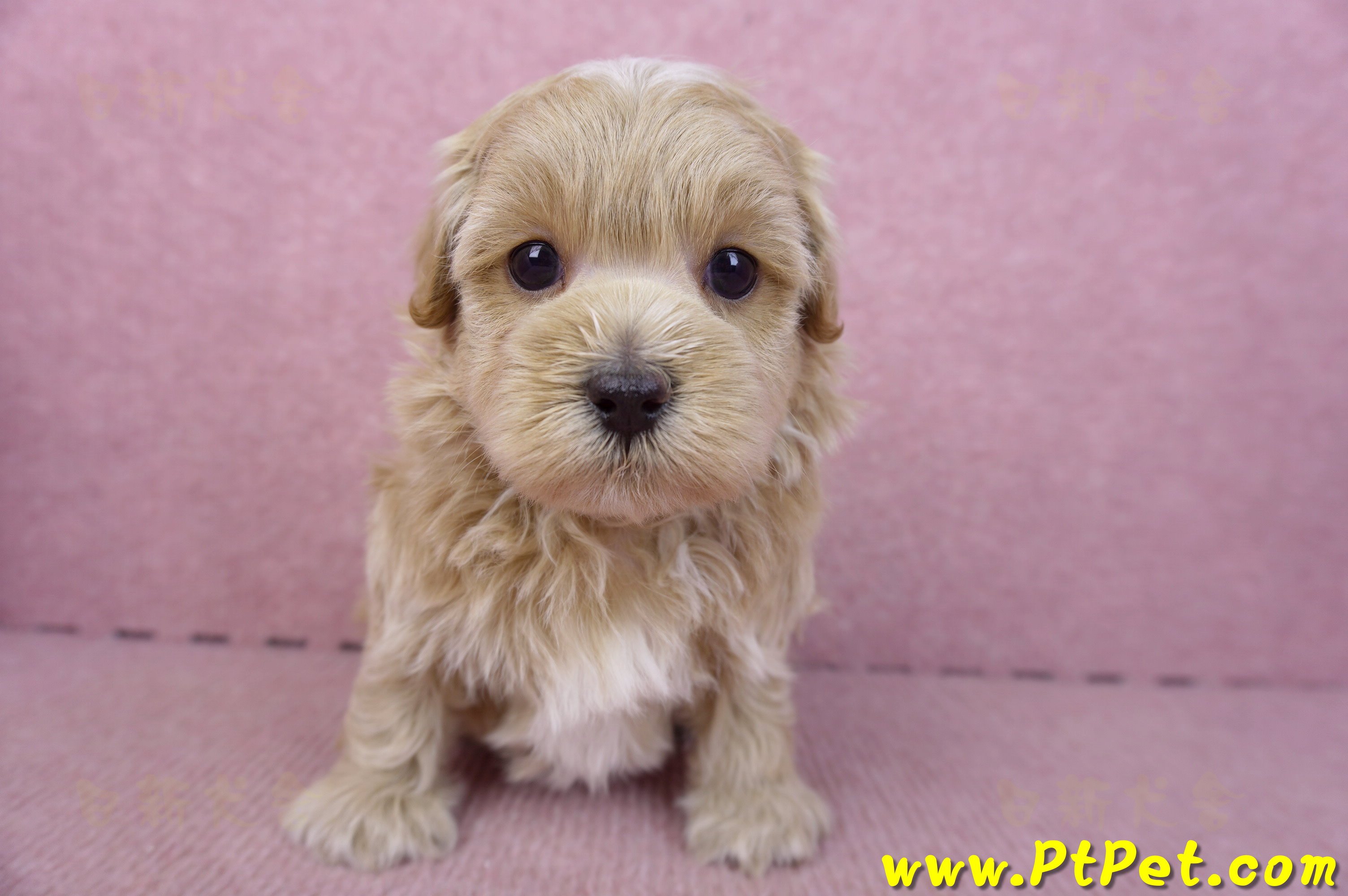 02/20馬爾泰迪公幼犬(嘉義市)