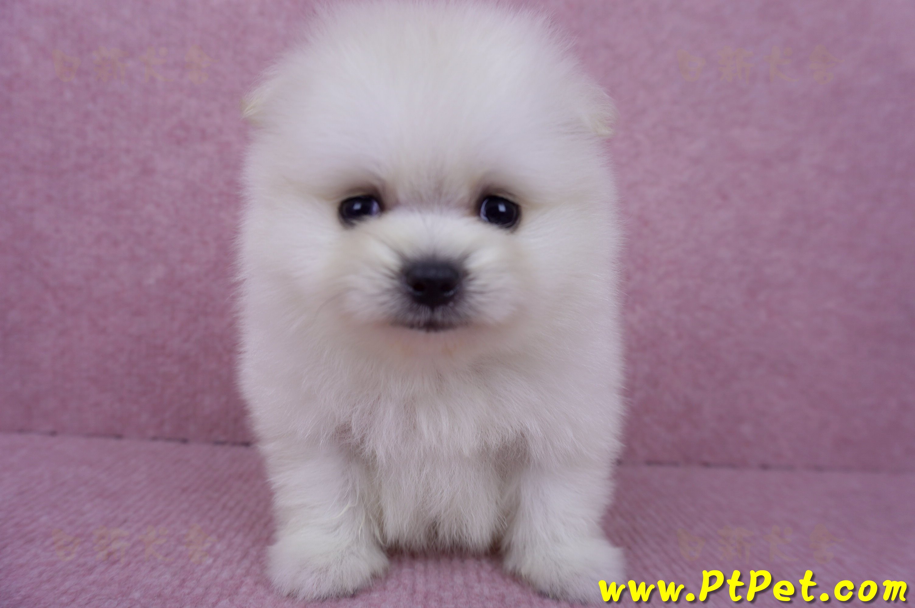 07/23迷你型松鼠白博美公幼犬(屏東潮州)