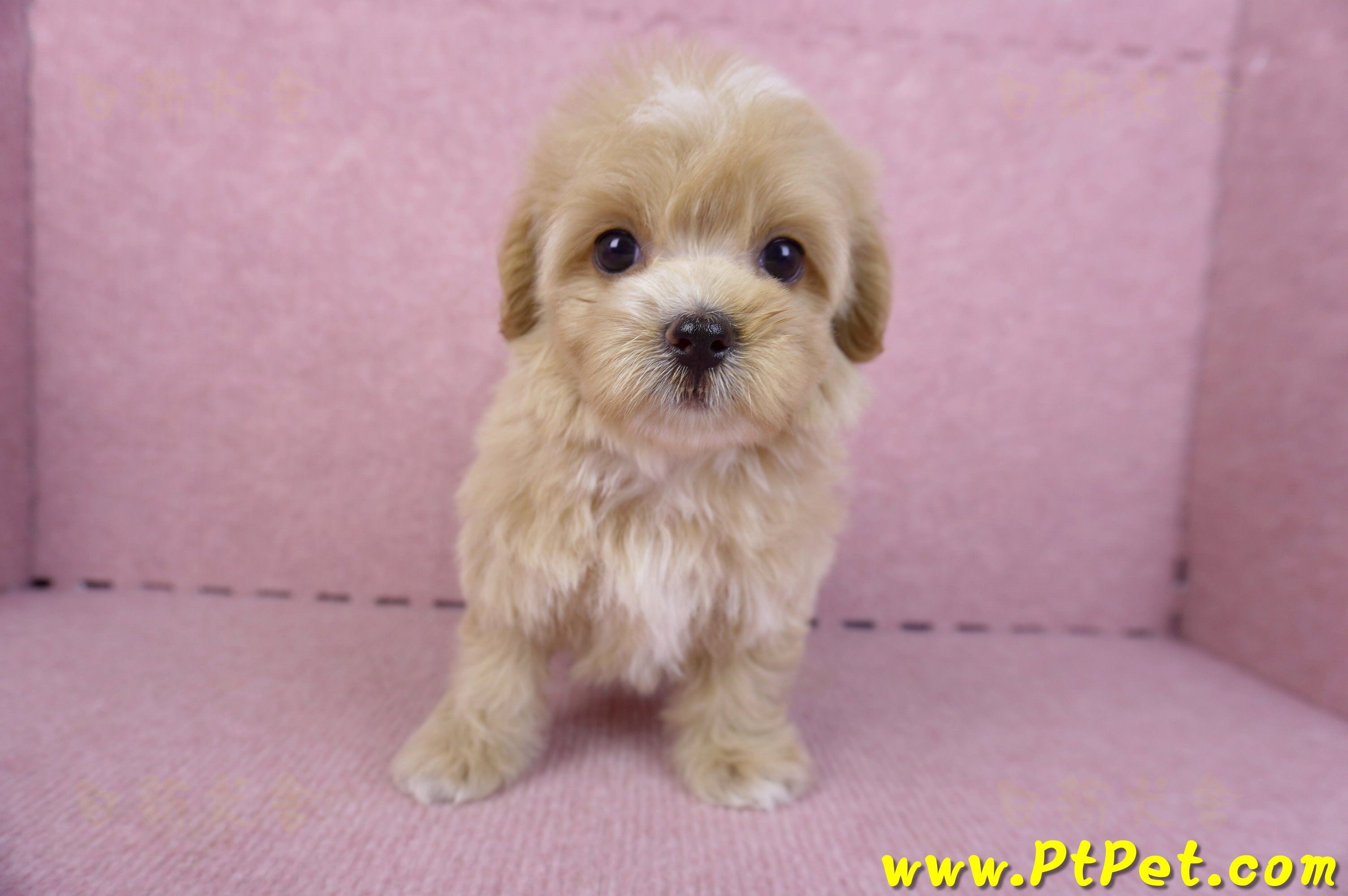 10/18馬爾泰迪母幼犬1號(台中烏日)