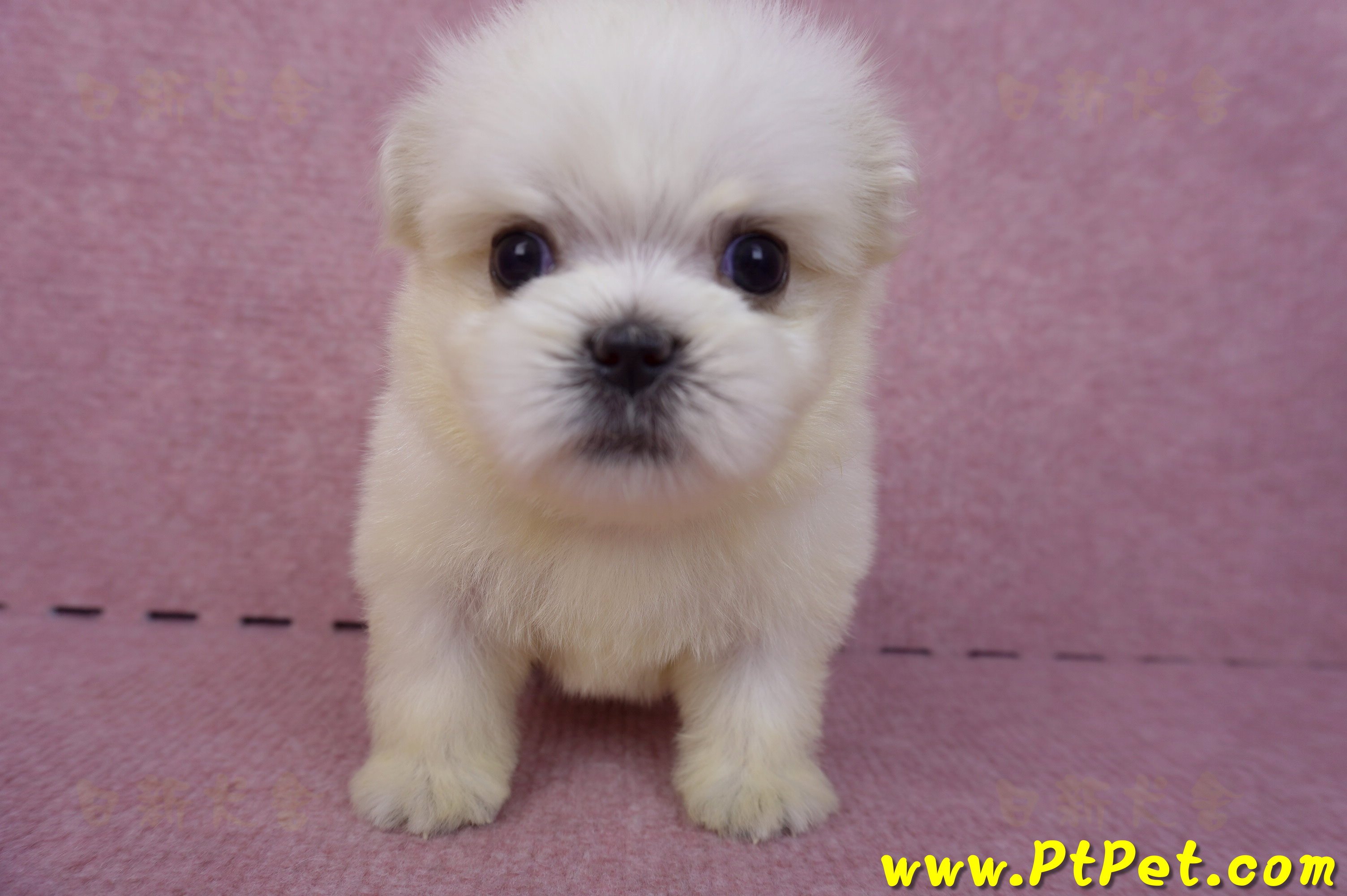 03/20馬爾濟斯公幼犬2號