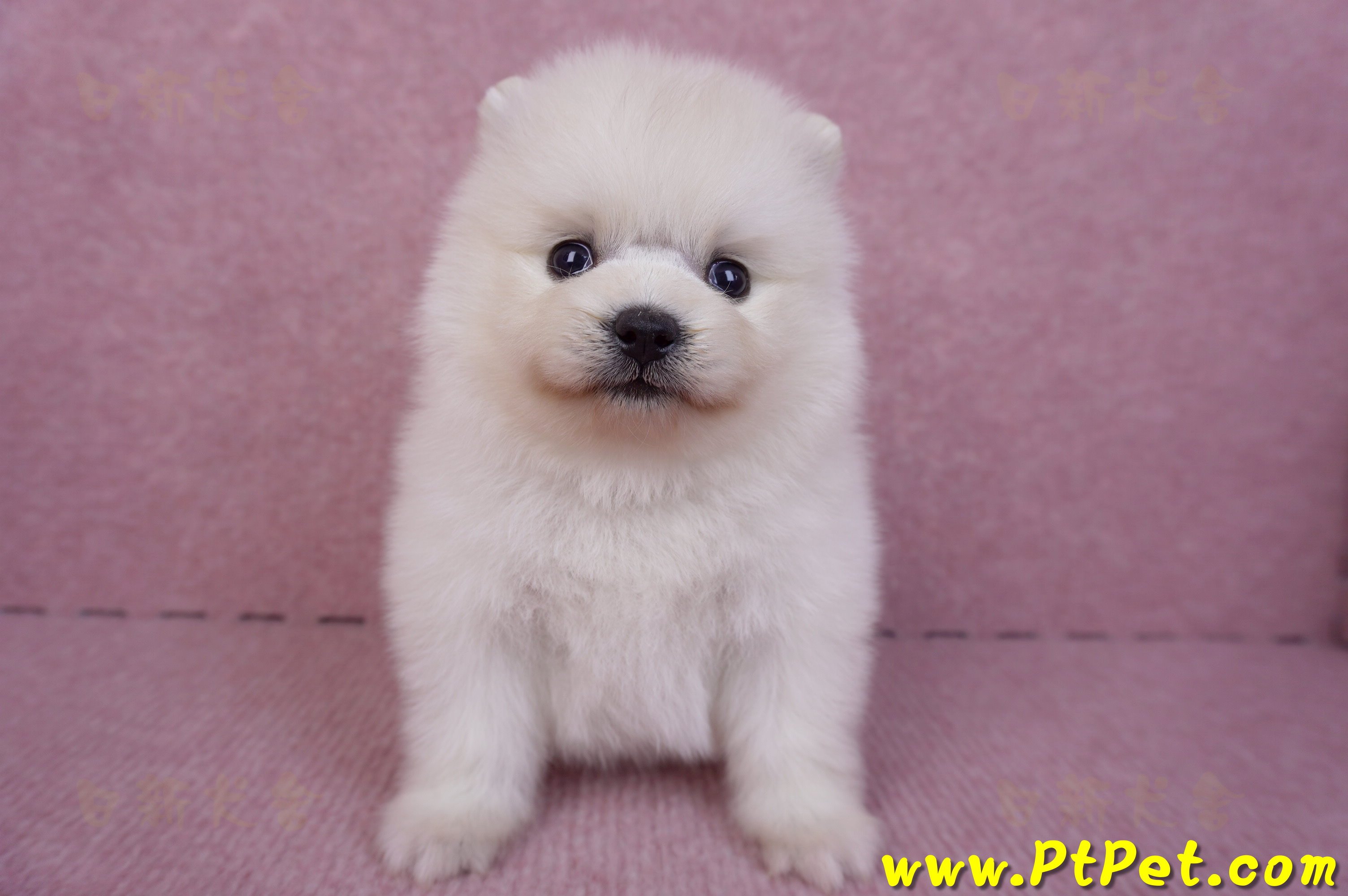 10/11松鼠白博美母幼犬(新北淡水)