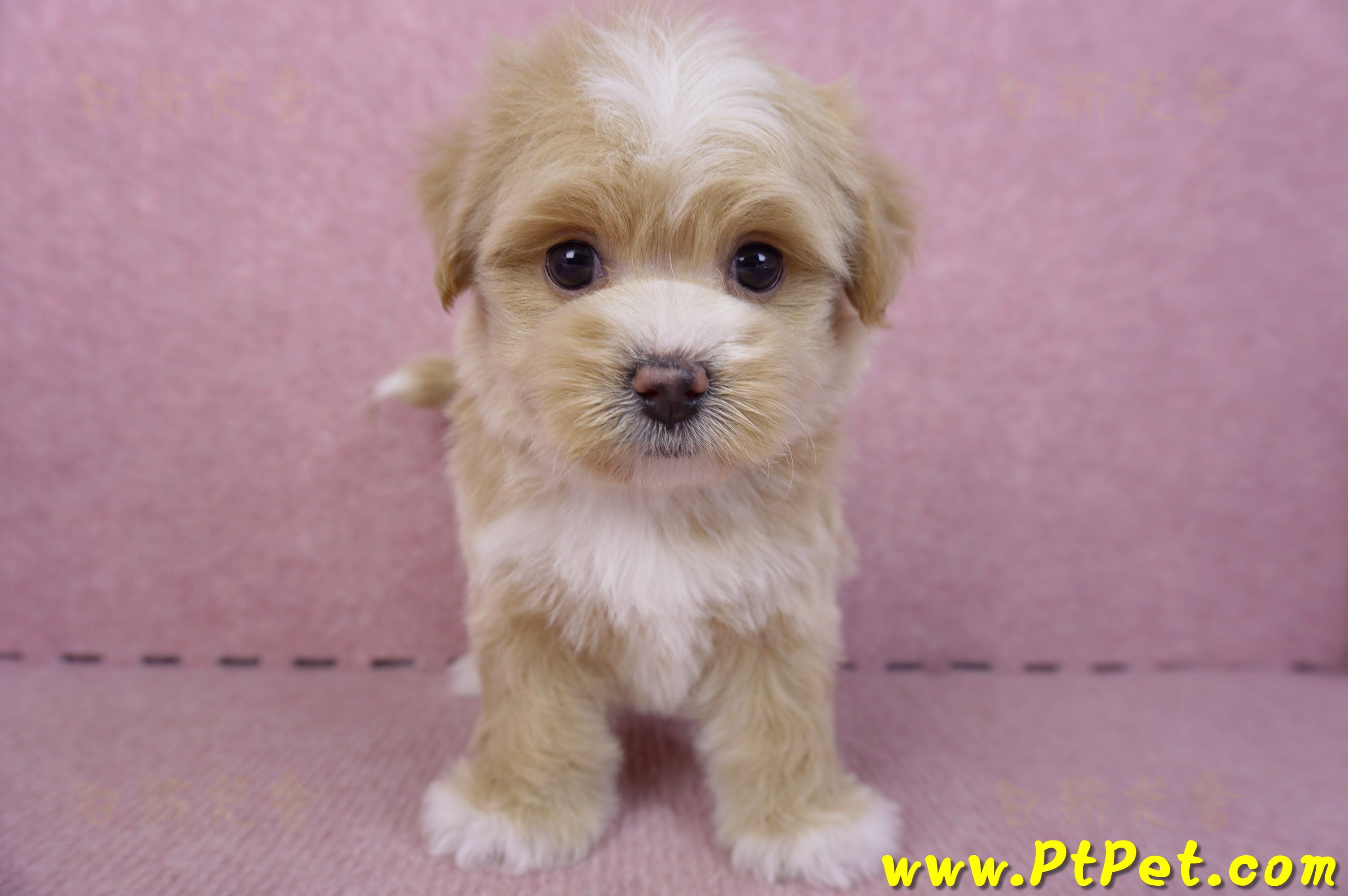 01/30馬爾泰迪公幼犬1號