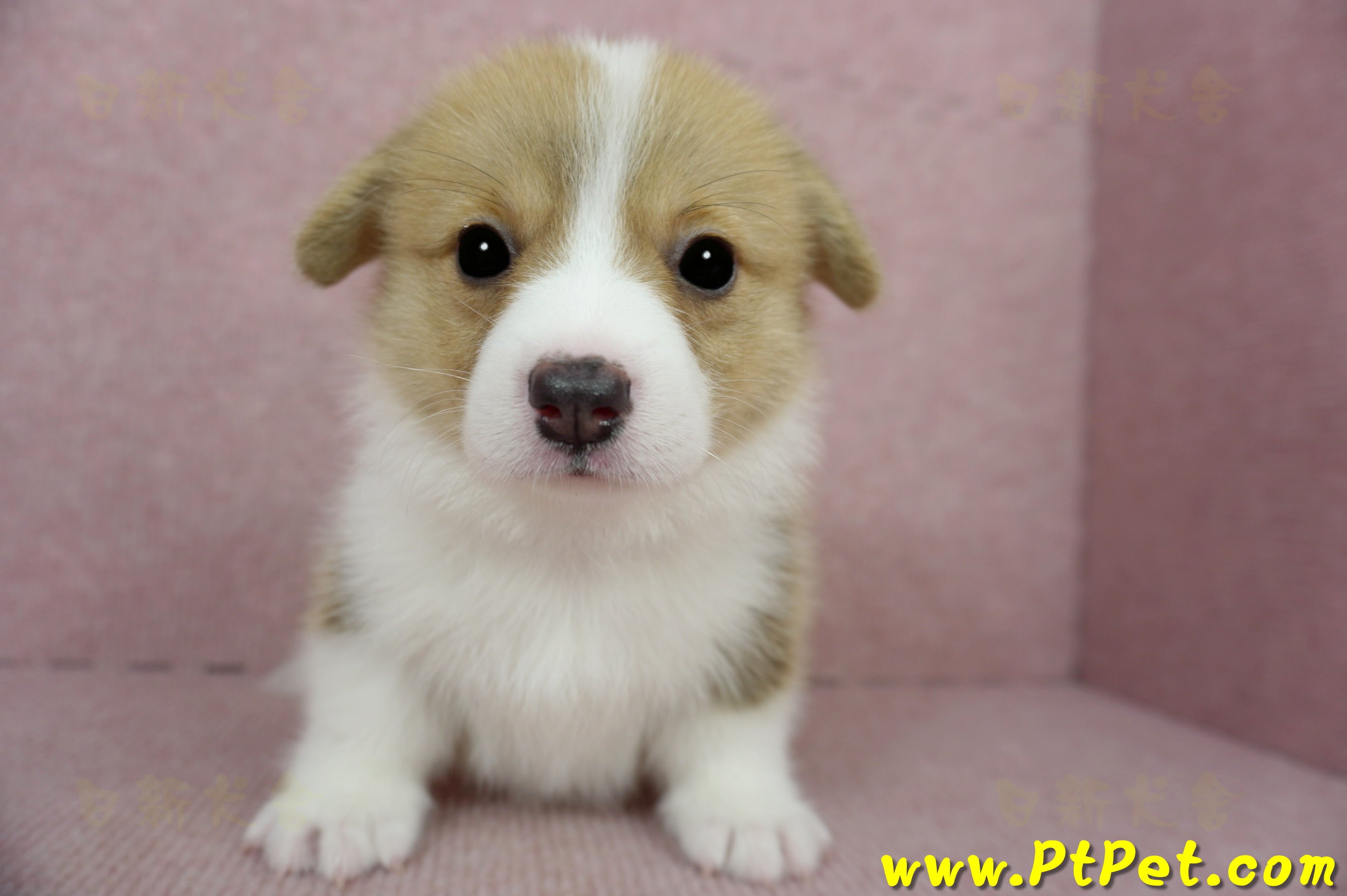 02/09雙色柯基犬母幼犬2號(桃園龍潭)