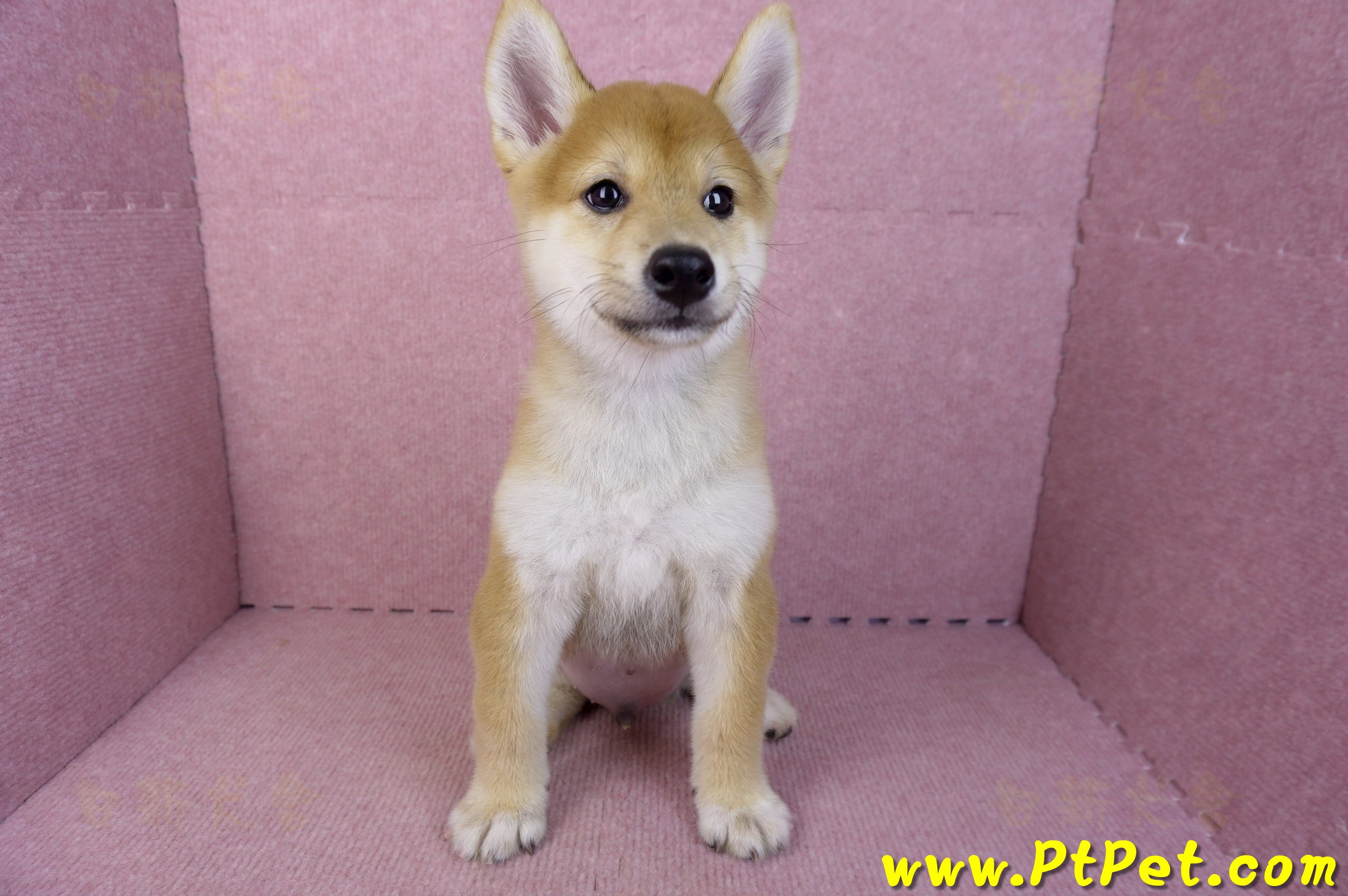 06/09赤色柴犬公幼犬(新北土城)