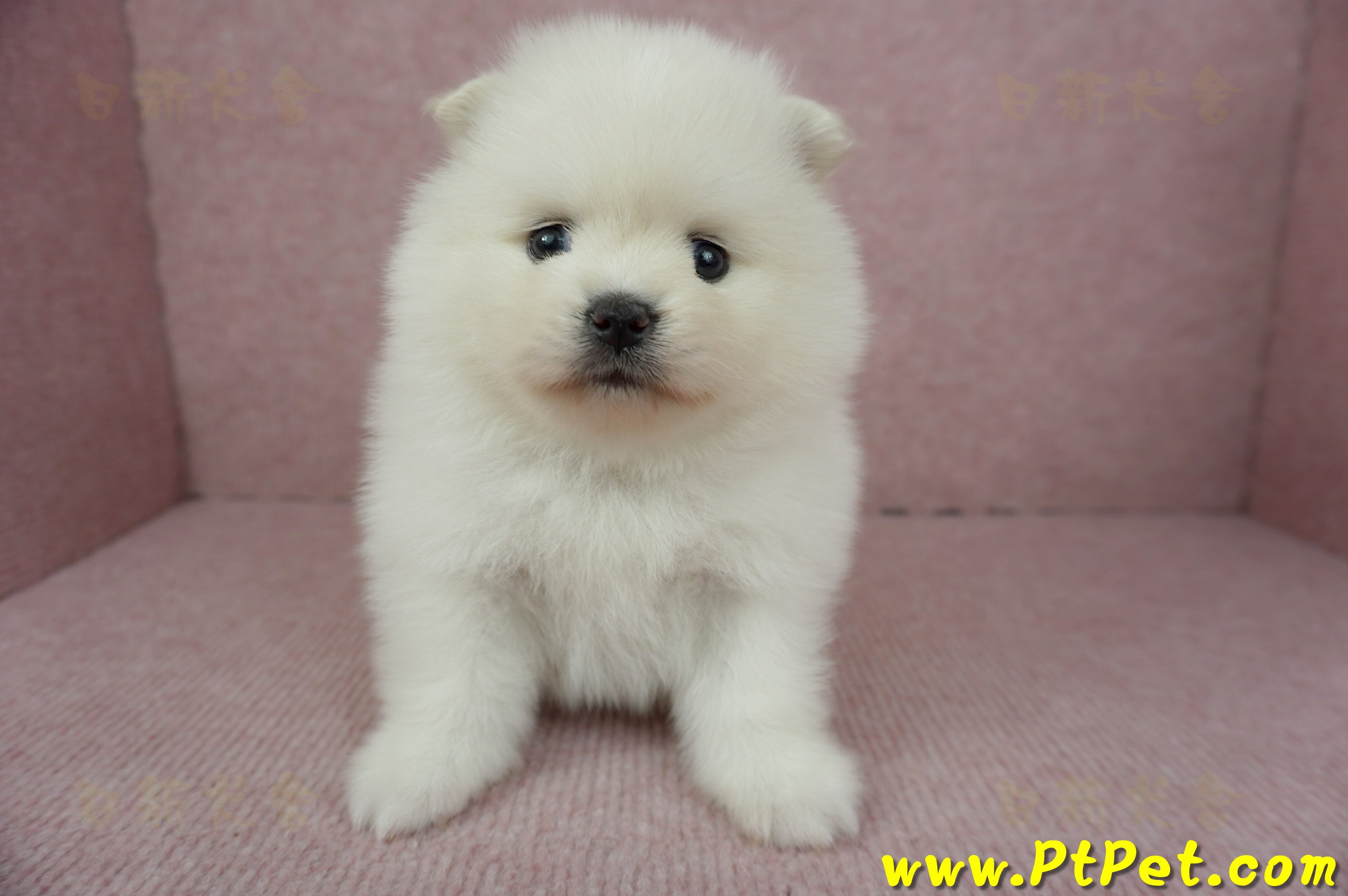 12/27迷你型松鼠白博美母幼犬1號(高雄鳳山)