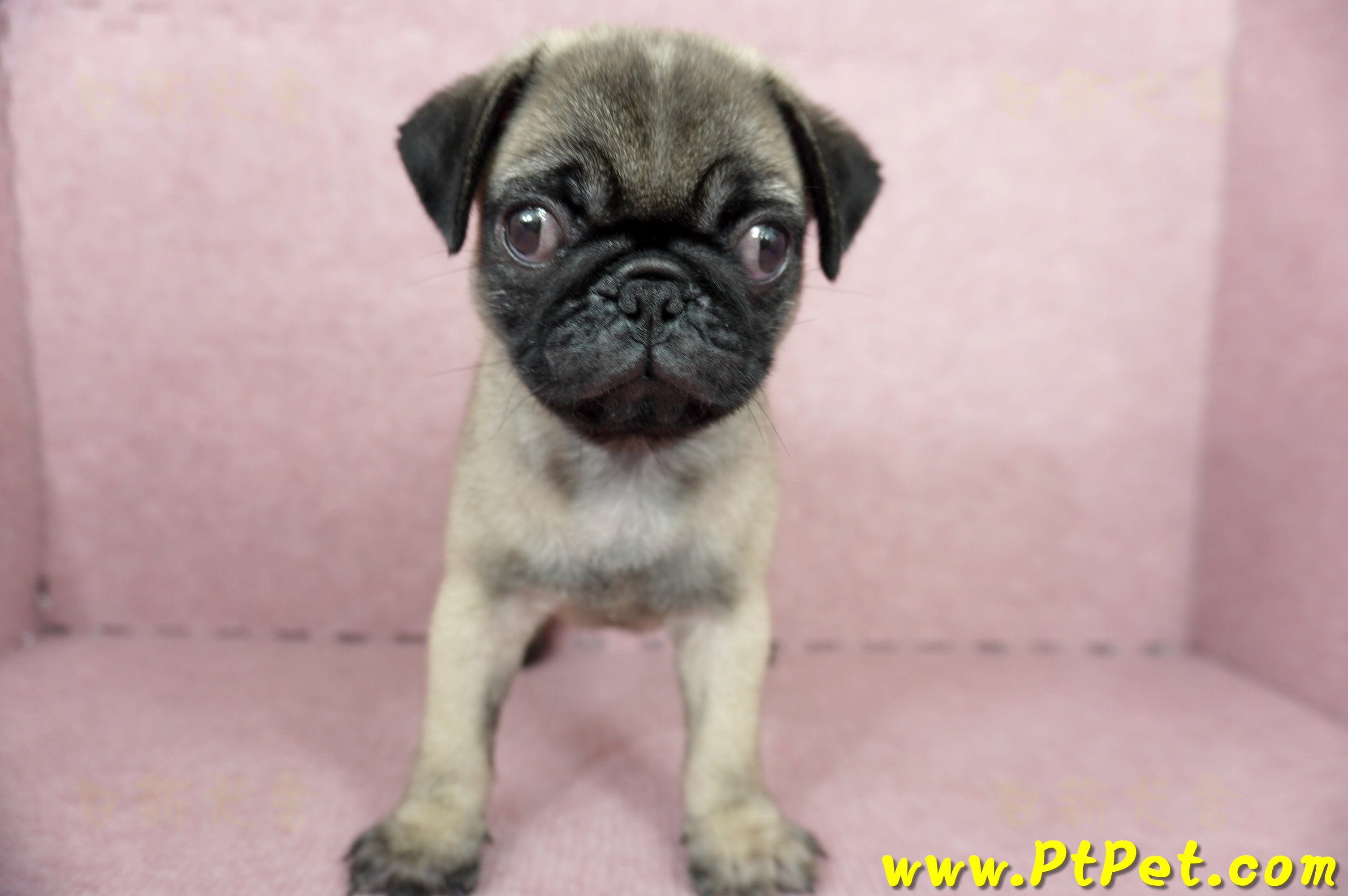 04/02巴哥公幼犬(屏東崁頂)