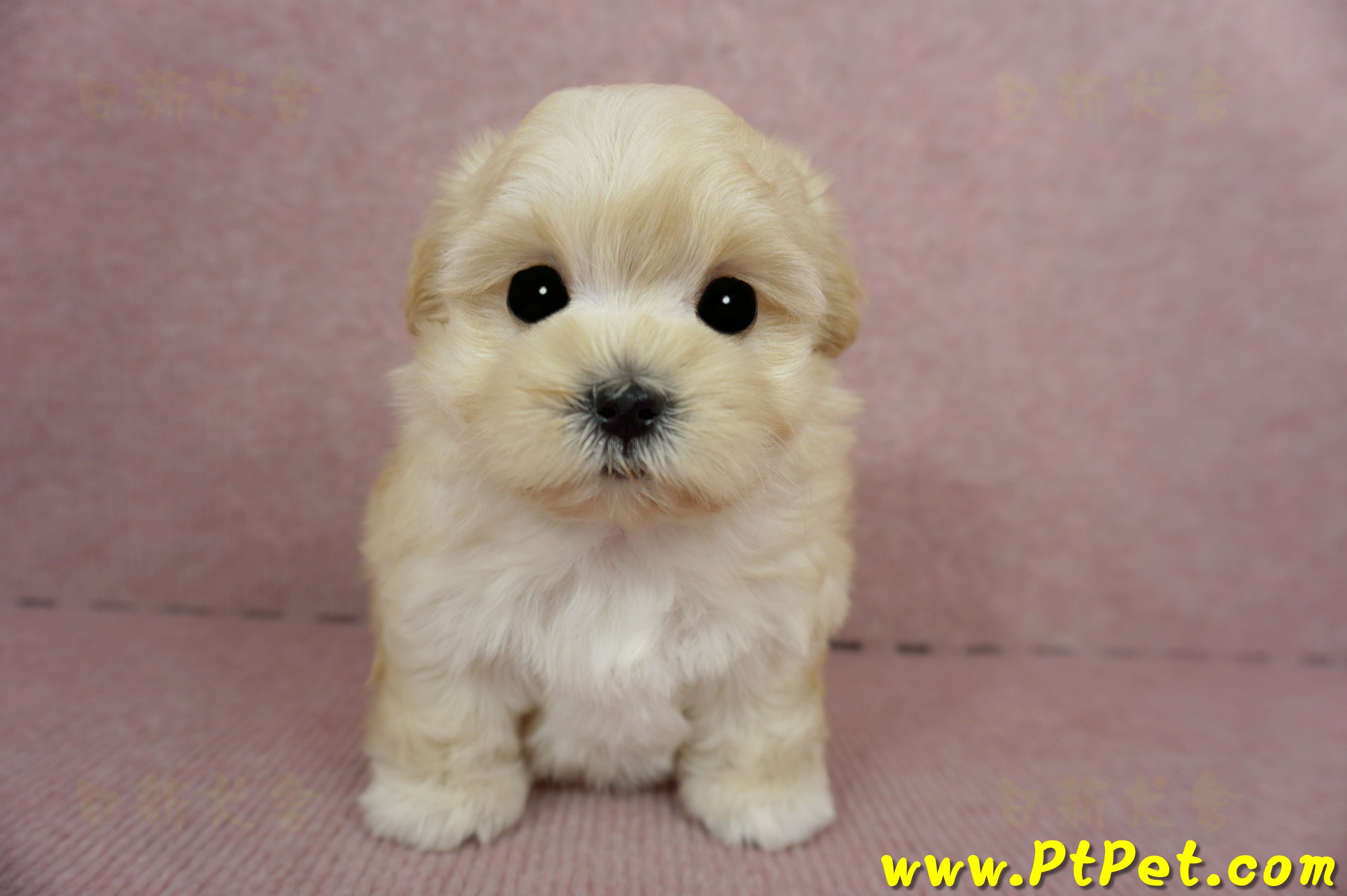 03/21奶油色馬爾泰迪母幼犬(基隆市)