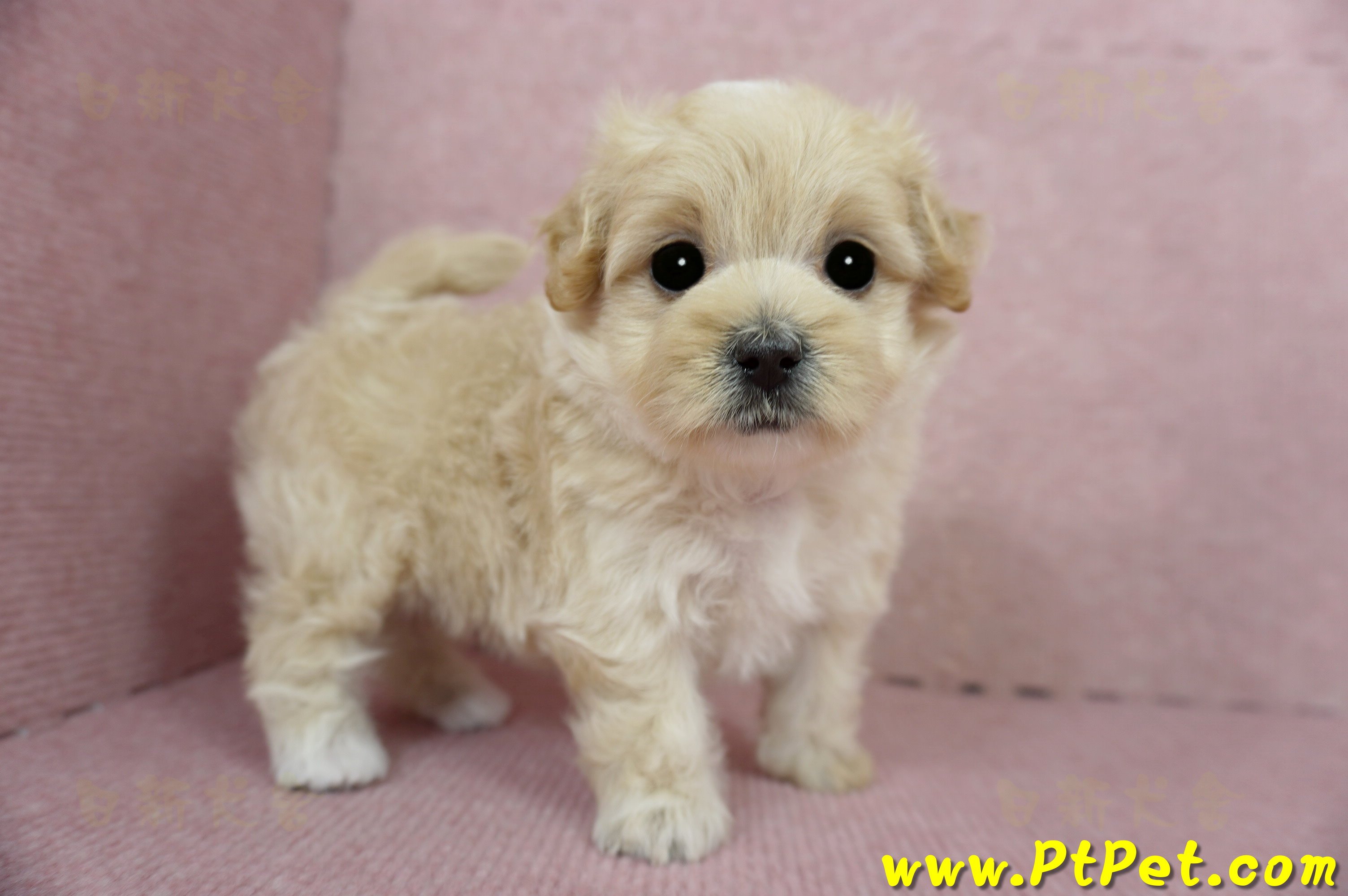 03/02馬爾泰迪母幼犬2號(台東卑南)