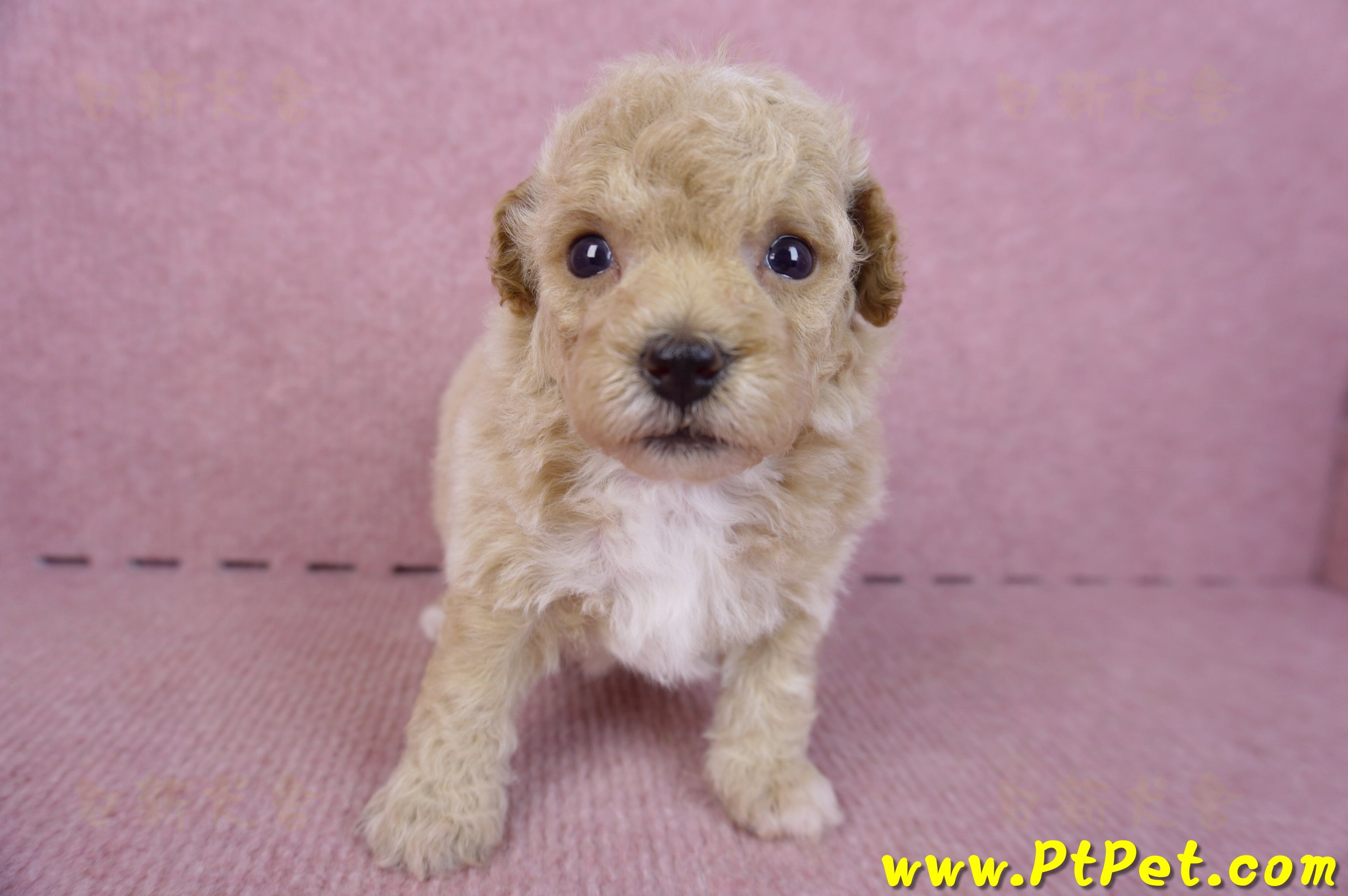 09/23泰迪比熊母幼犬2號(屏東里港)