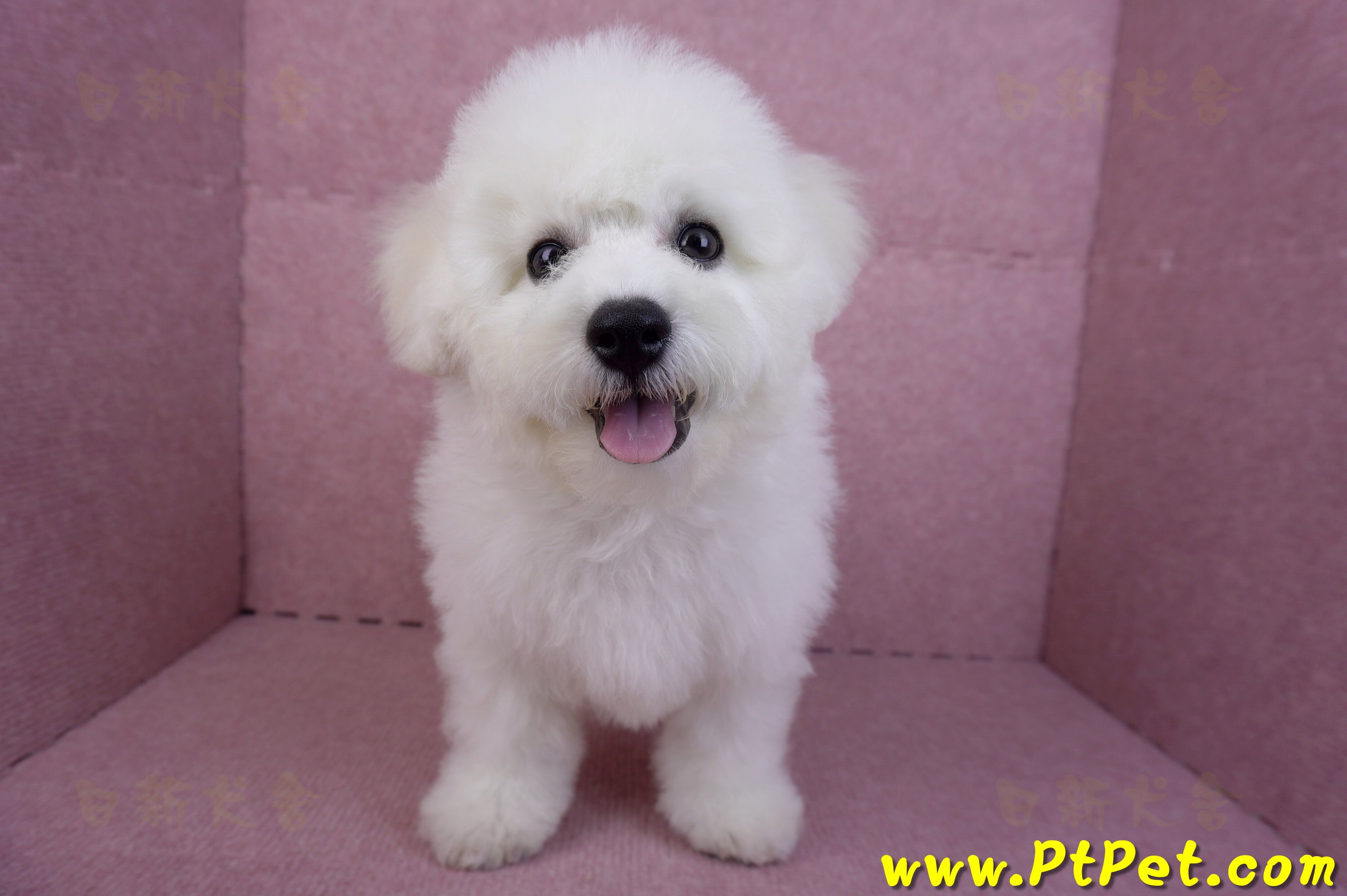 07/22比熊犬公幼犬2號(高雄楠梓)