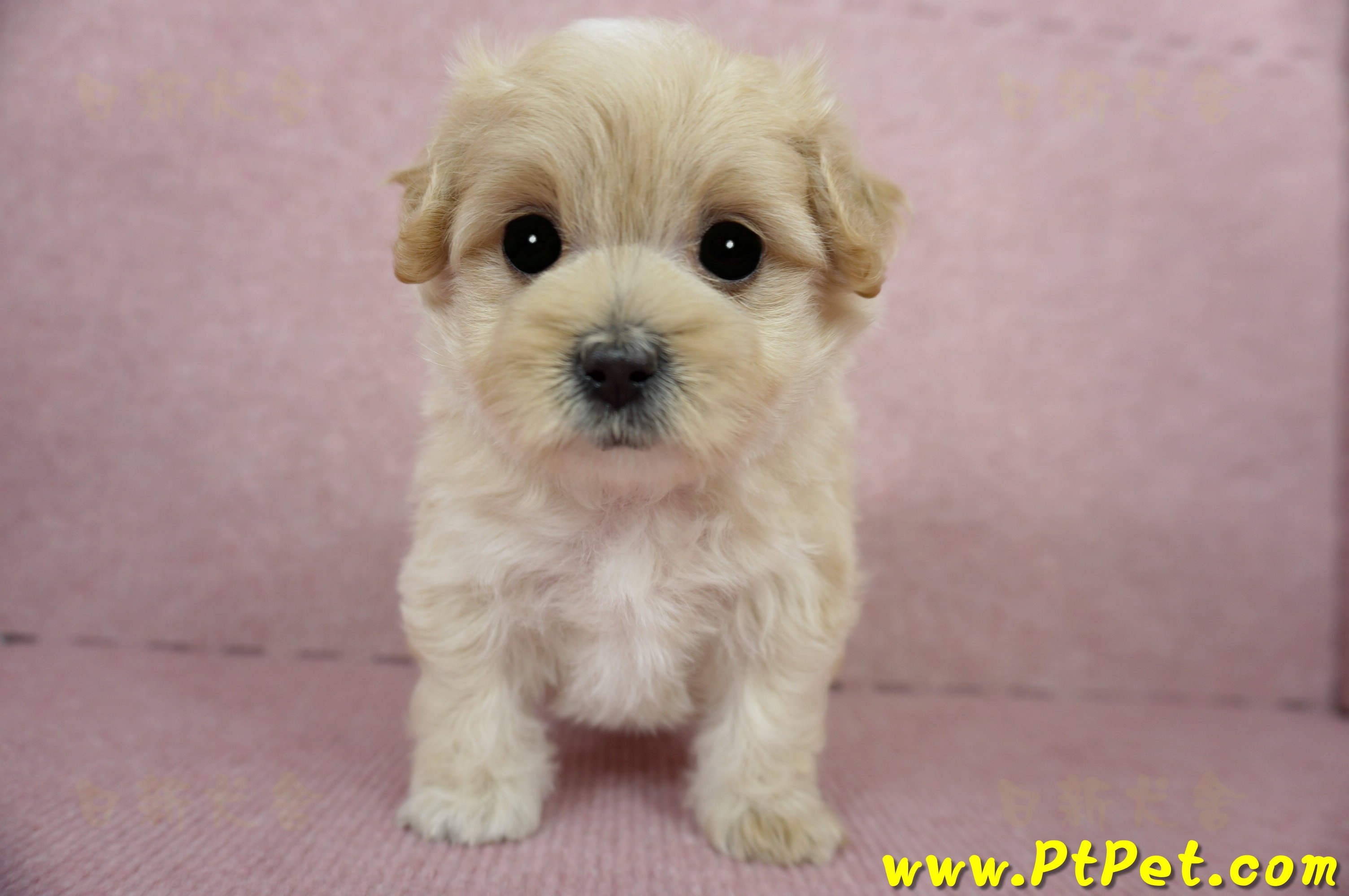 03/02馬爾泰迪母幼犬2號(台東卑南)