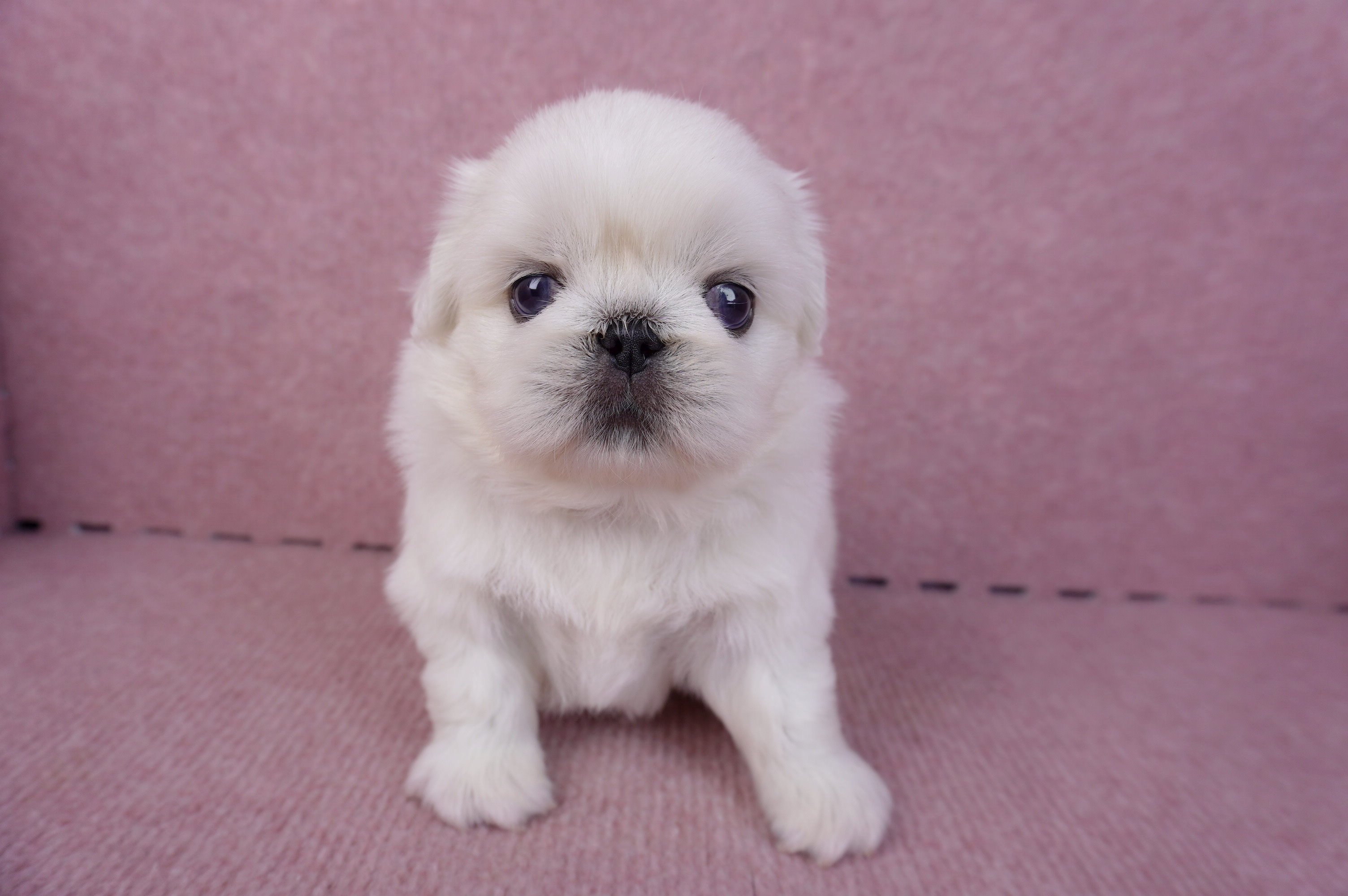 10/31北京狗公幼犬(屏東市)